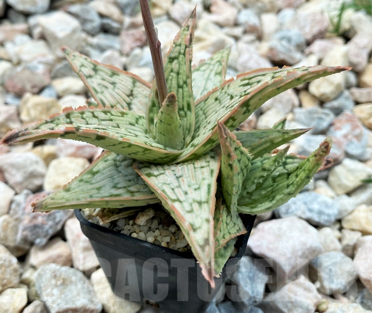 SHPR10714 Aloe Hybrid - Image 2