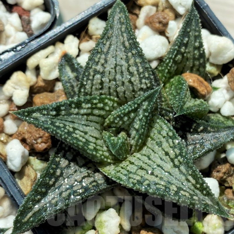 SET241 Haworthia ‘Kintaikyo’ 10 plants