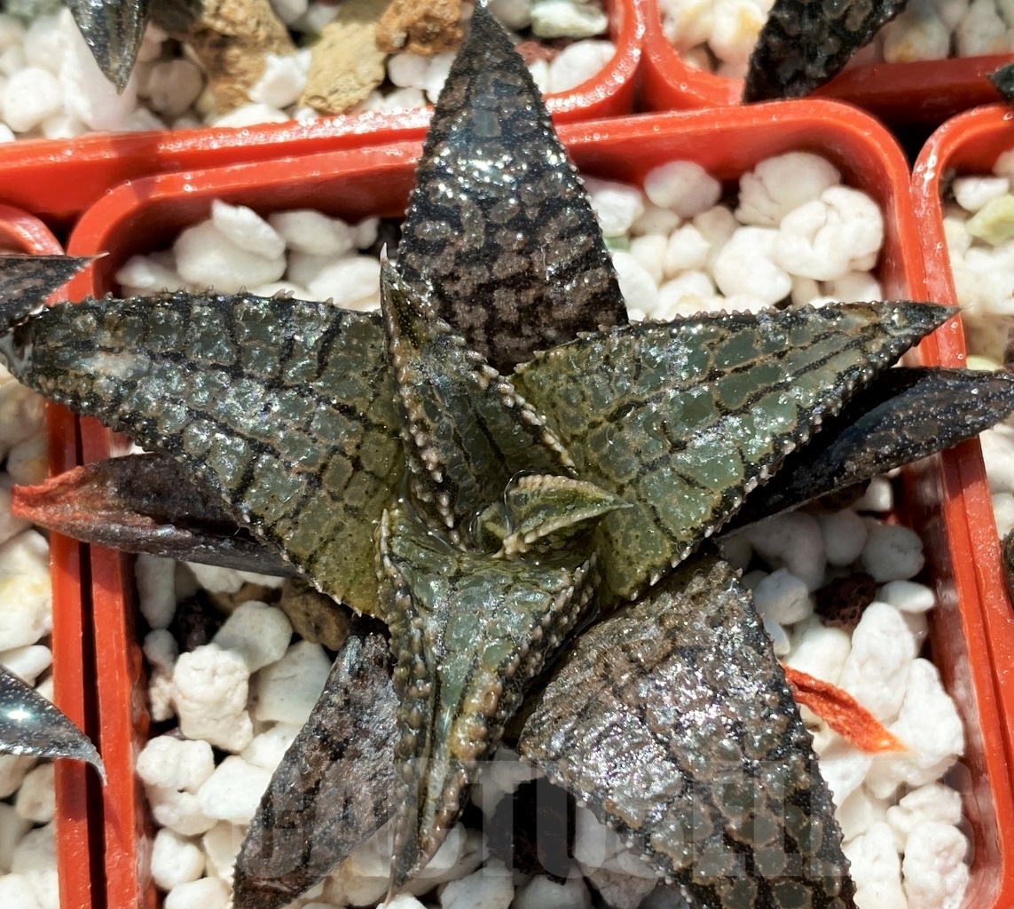 SHPR10736 10 pcs, Haworthia tessellata x koelmaniorum