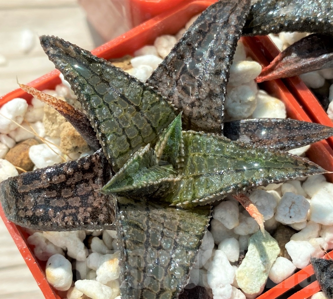 SHPR10736 10 pcs, Haworthia tessellata x koelmaniorum - Image 3