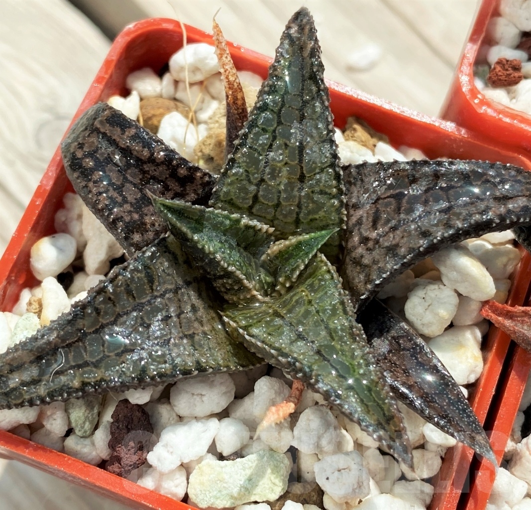 SHPR10736 10 pcs, Haworthia tessellata x koelmaniorum - Image 4