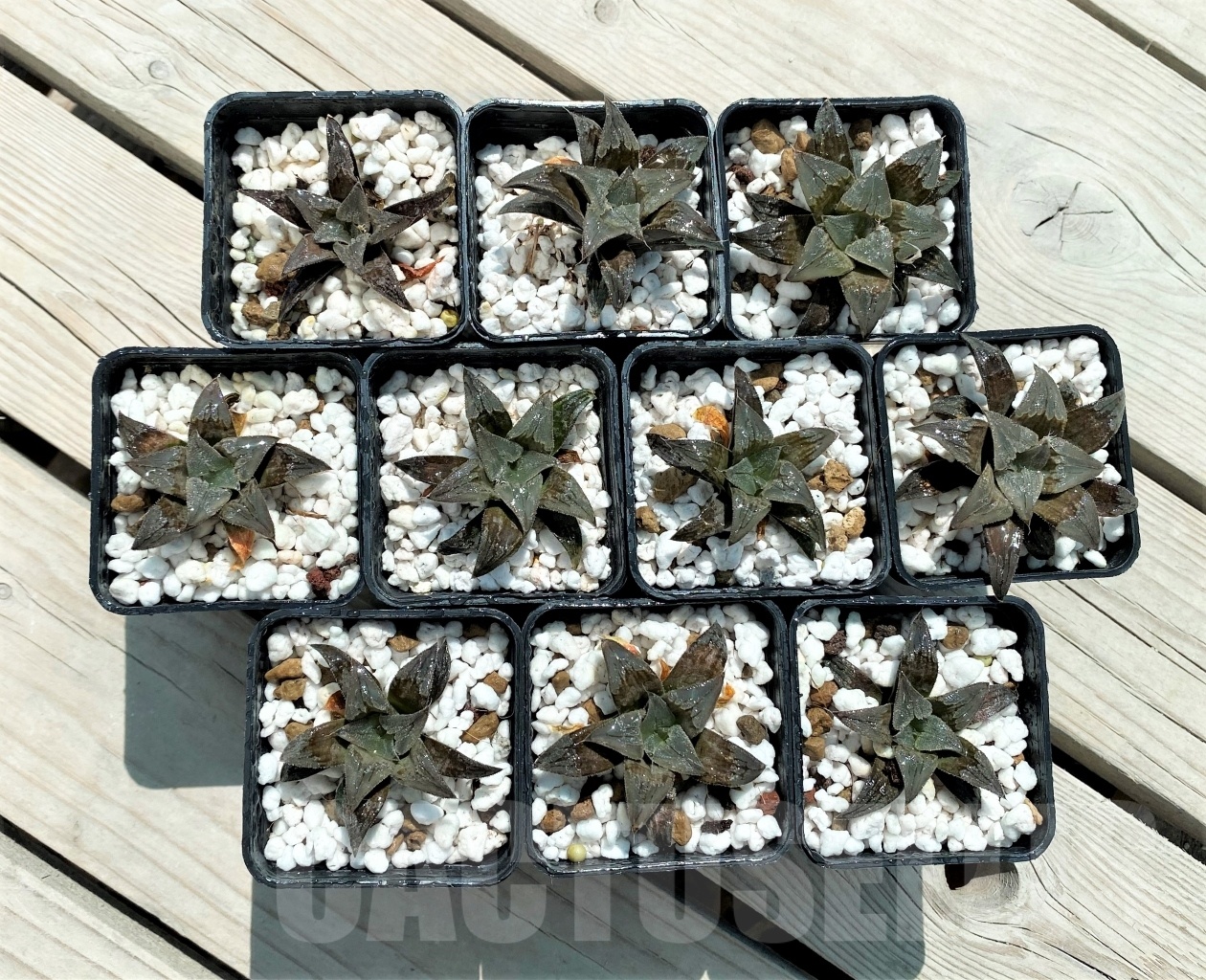 SHPR10737 10 pcs, Haworthia HA-4 Japan cv. AT-C Atoro - Image 2