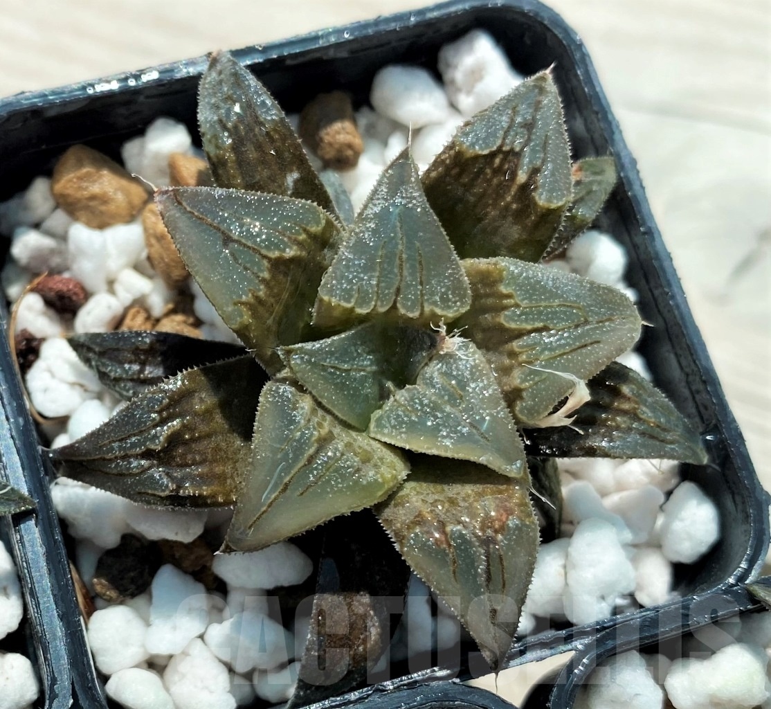 SHPR10737 10 pcs, Haworthia HA-4 Japan cv. AT-C Atoro - Image 3