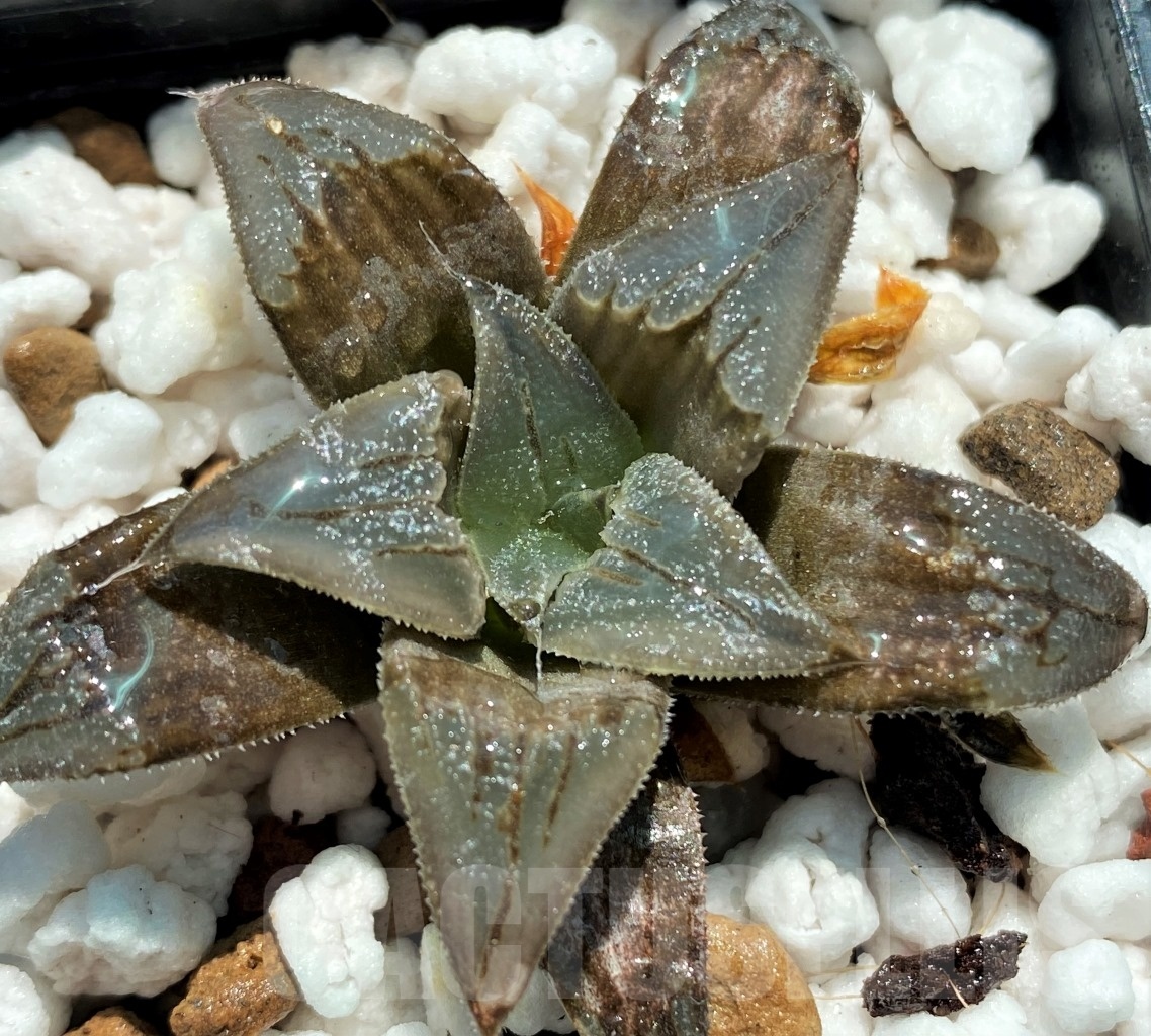 SHPR10737 10 pcs, Haworthia HA-4 Japan cv. AT-C Atoro
