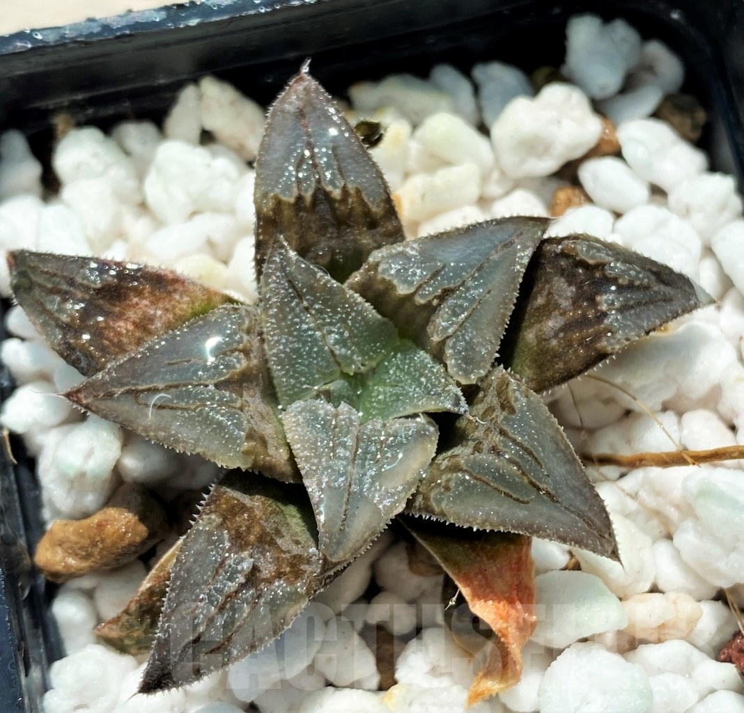 SHPR10737 10 pcs, Haworthia HA-4 Japan cv. AT-C Atoro - Image 4