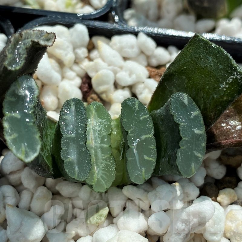 SET255 Haworthia truncata Japan   10 plants