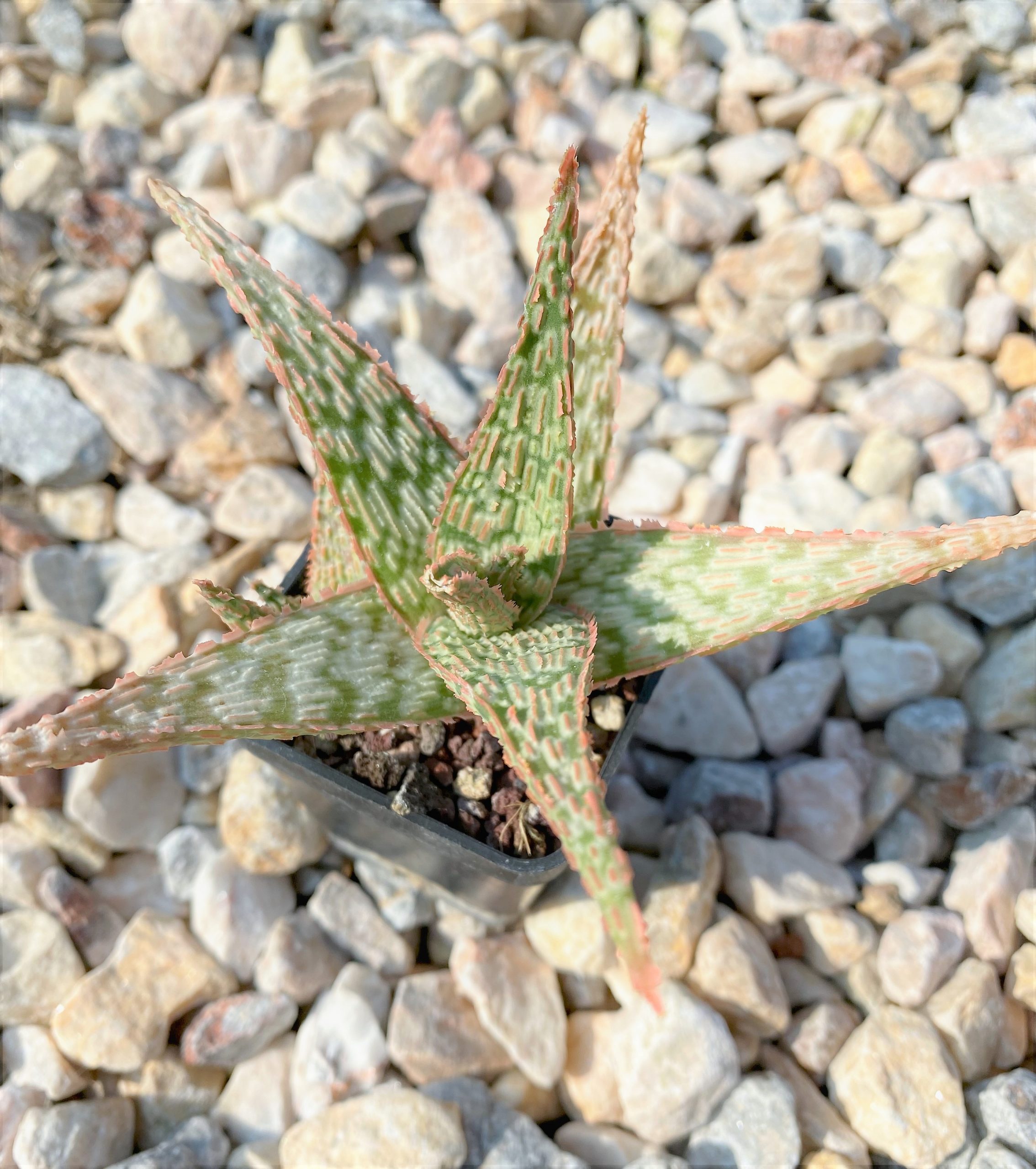 SHPR10718 Aloe Hybrid