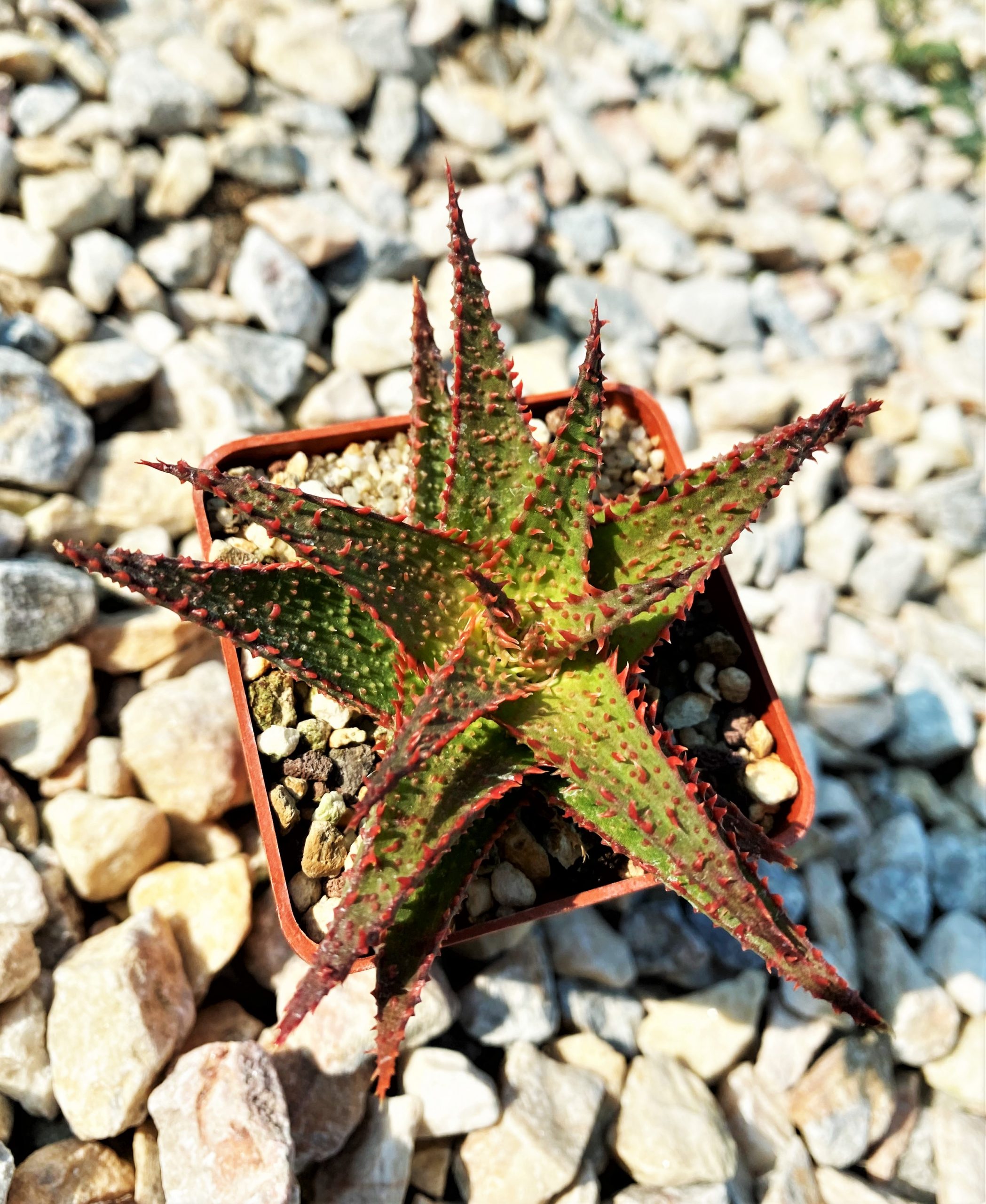 SHPR10719 Aloe Hybrid
