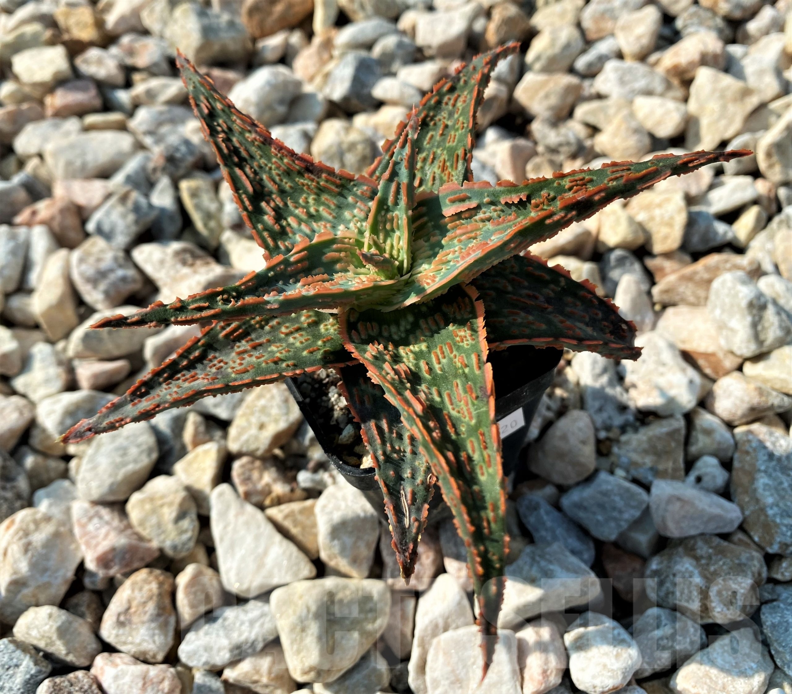 SHPR10720 Aloe 'Gargoyle' - Image 2