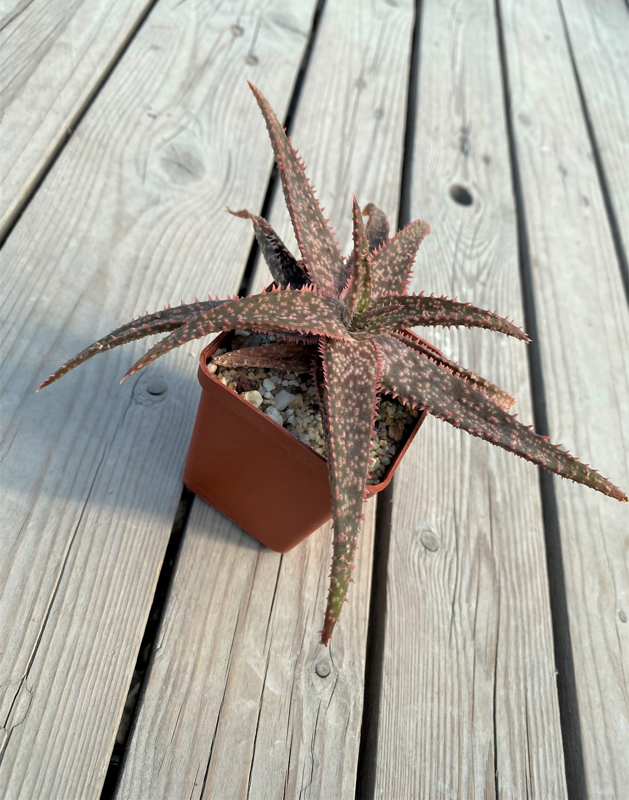 SHPR10722 Aloe Hybrid