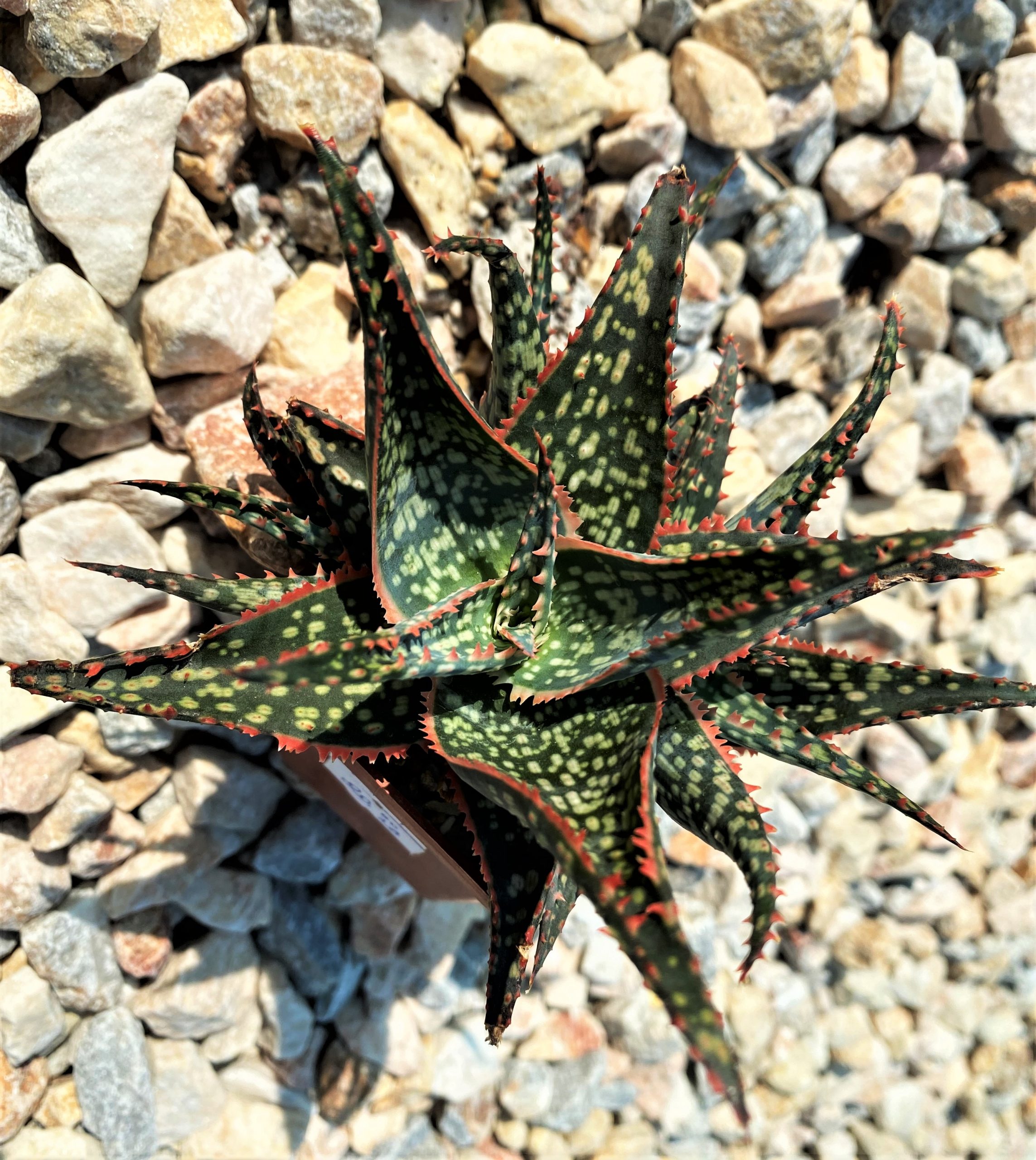 SHPR10723 Aloe 'Christmas Carol'