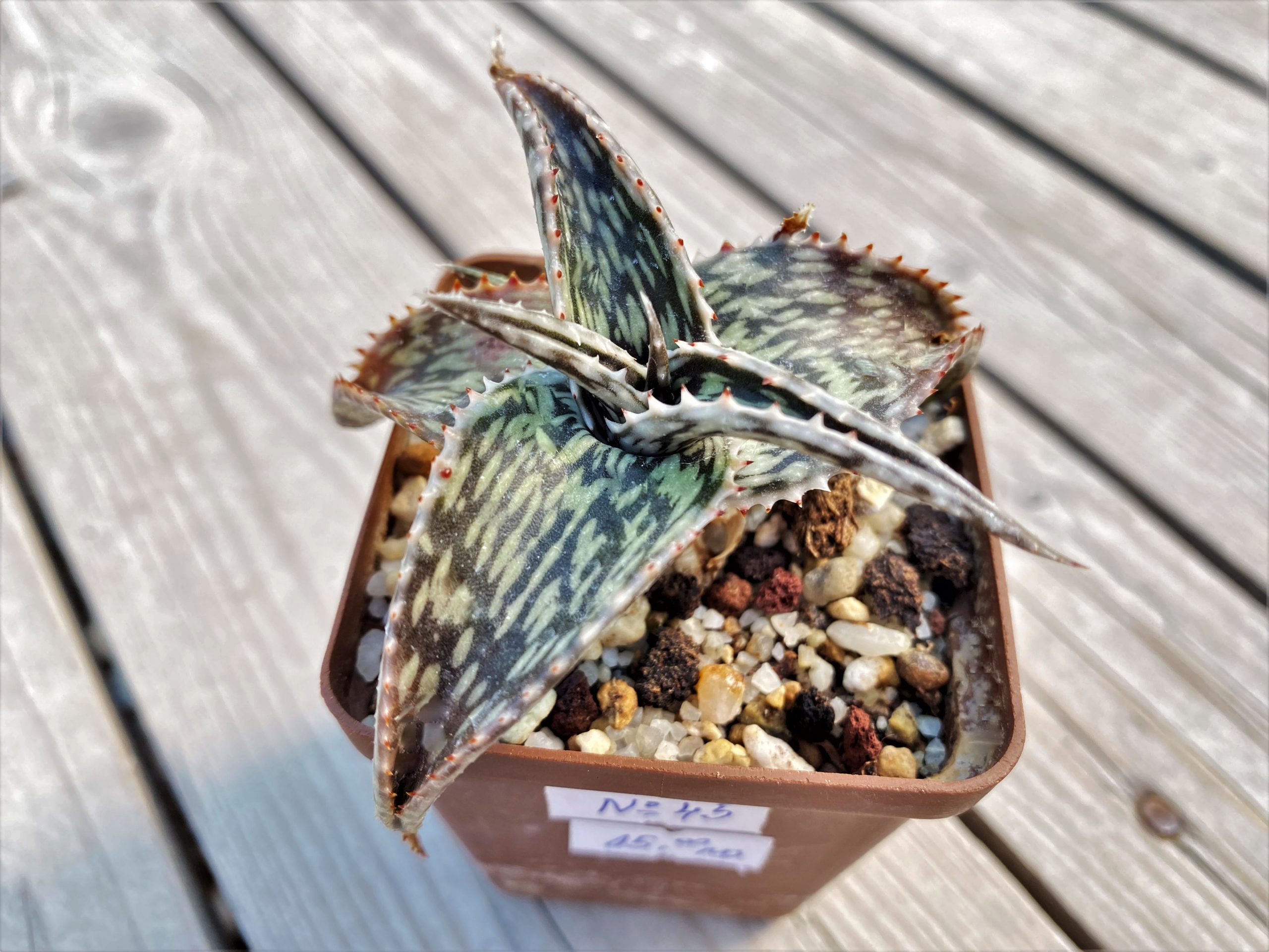 SHPR10724 Aloe Hybrid