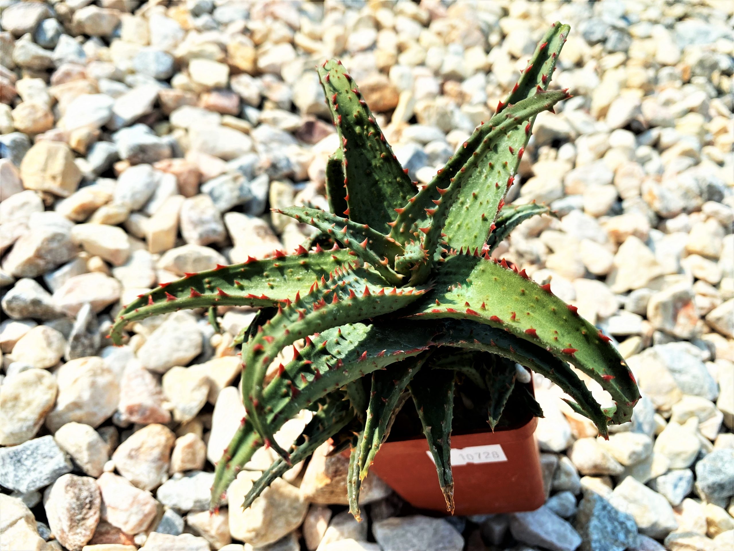 SHPR10728 Aloe Hybrid