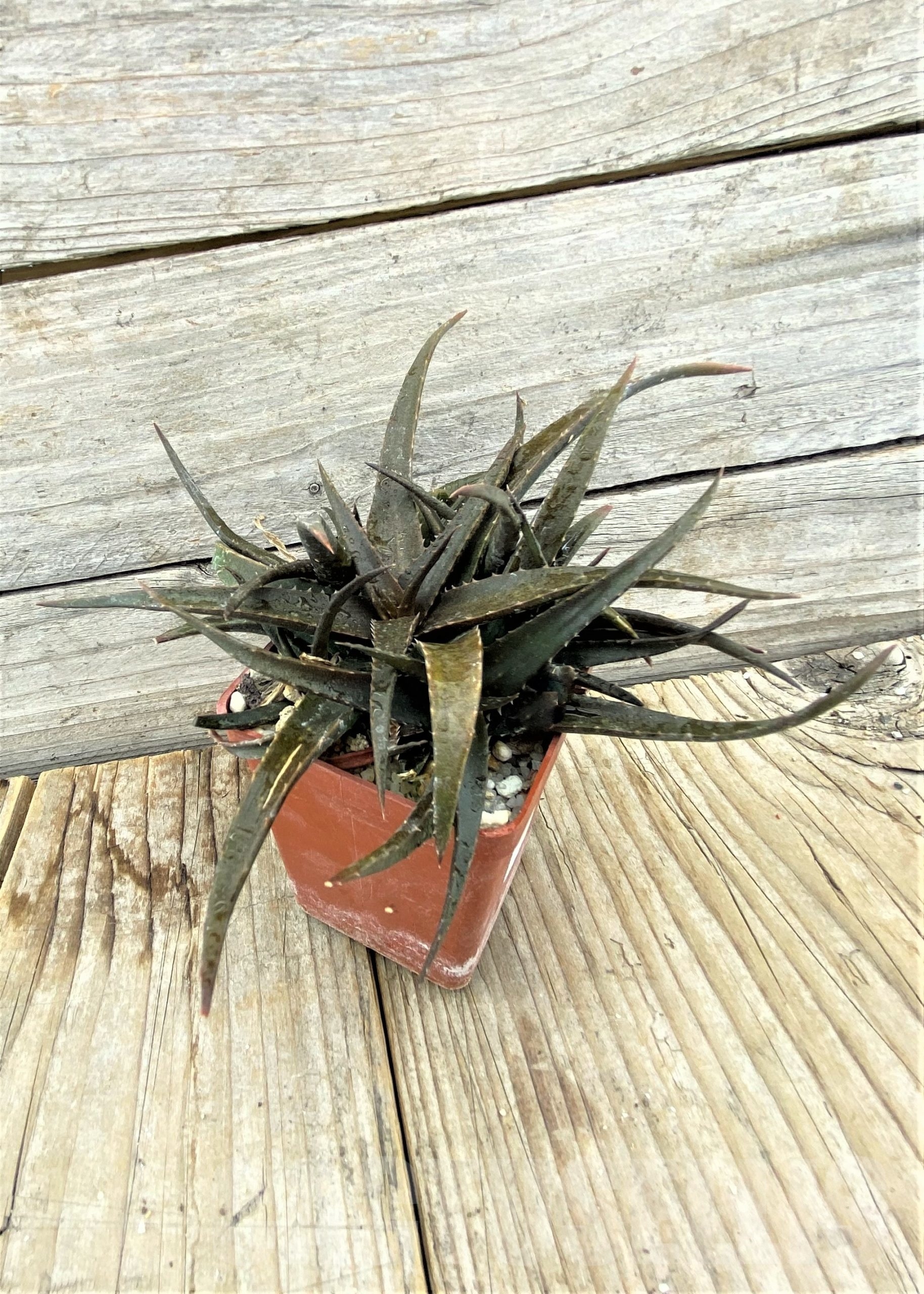 SHPR10730 Aloe Hybrid - 画像 (2)