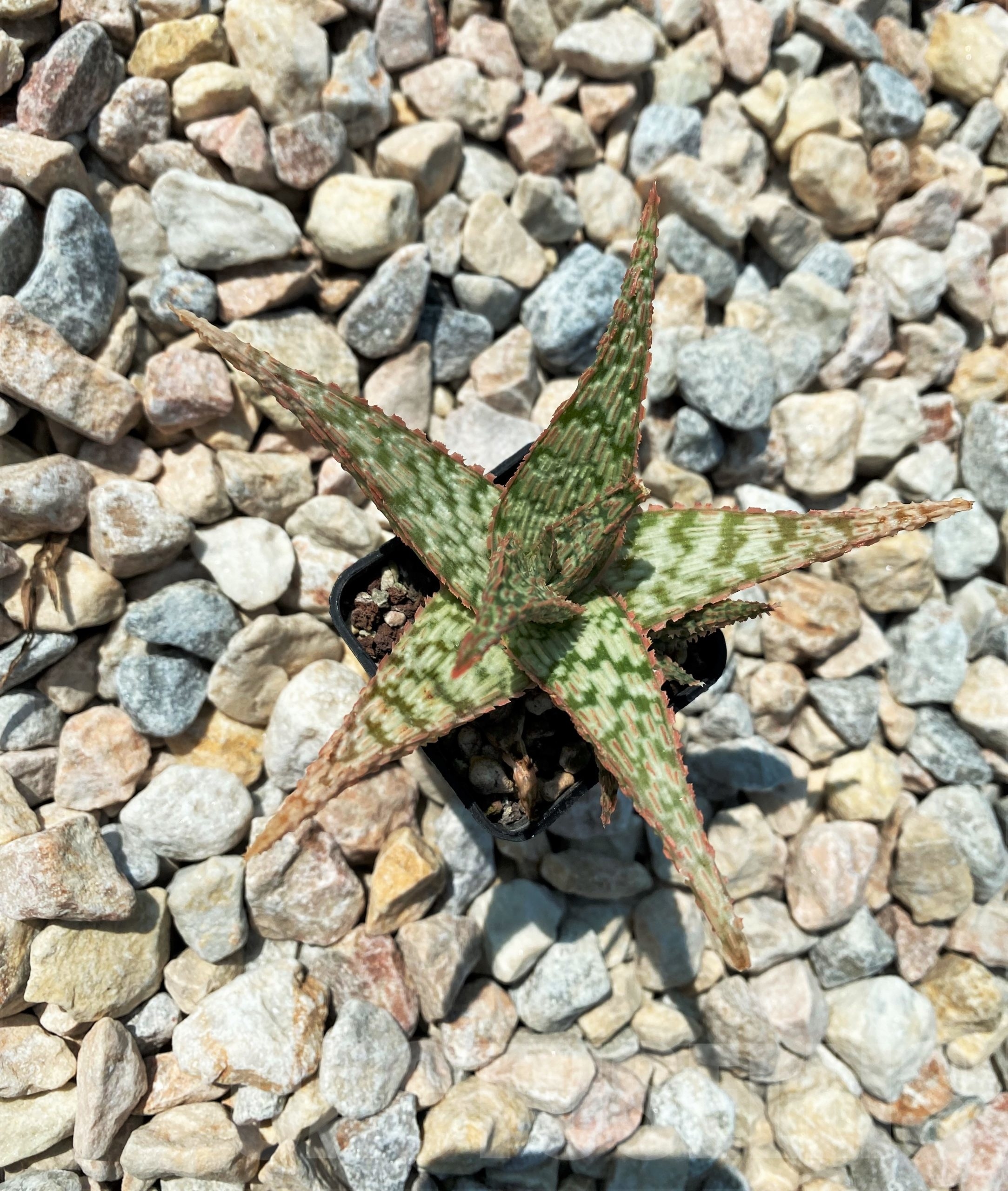 SHPR10718 Aloe Hybrid - Зображення 2