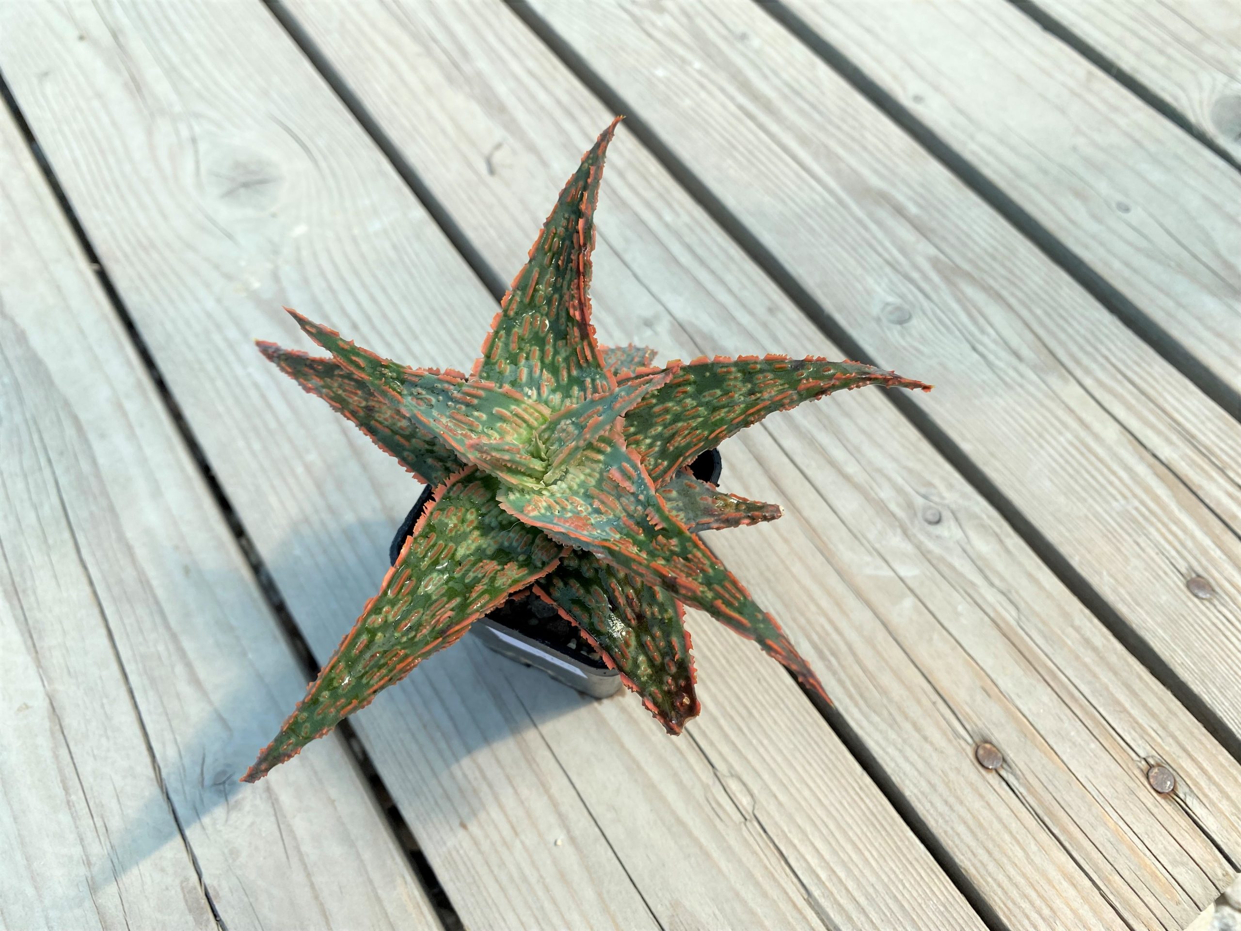 SHPR10720 Aloe 'Gargoyle'