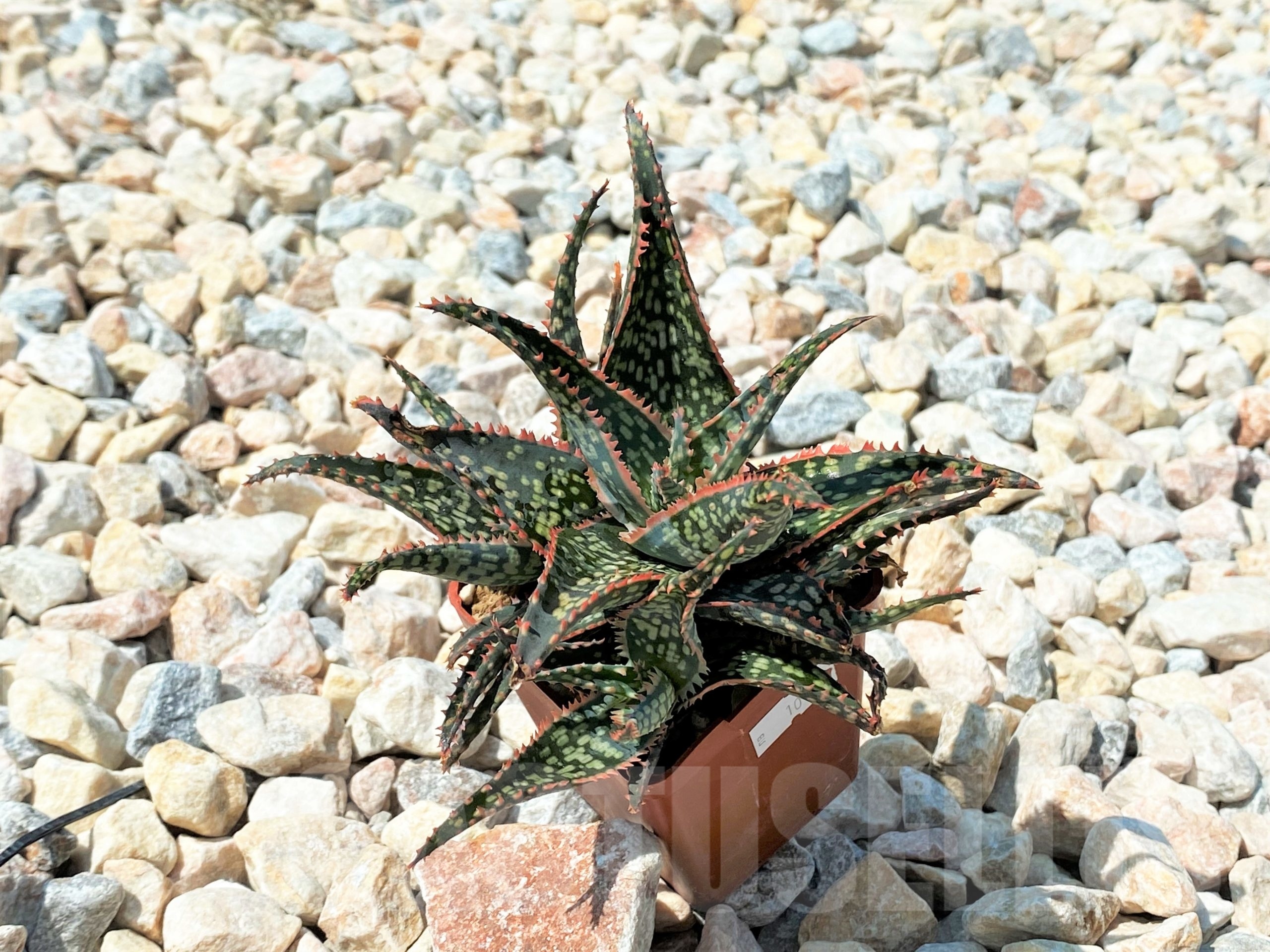 SHPR10723 Aloe 'Christmas Carol' - Image 2