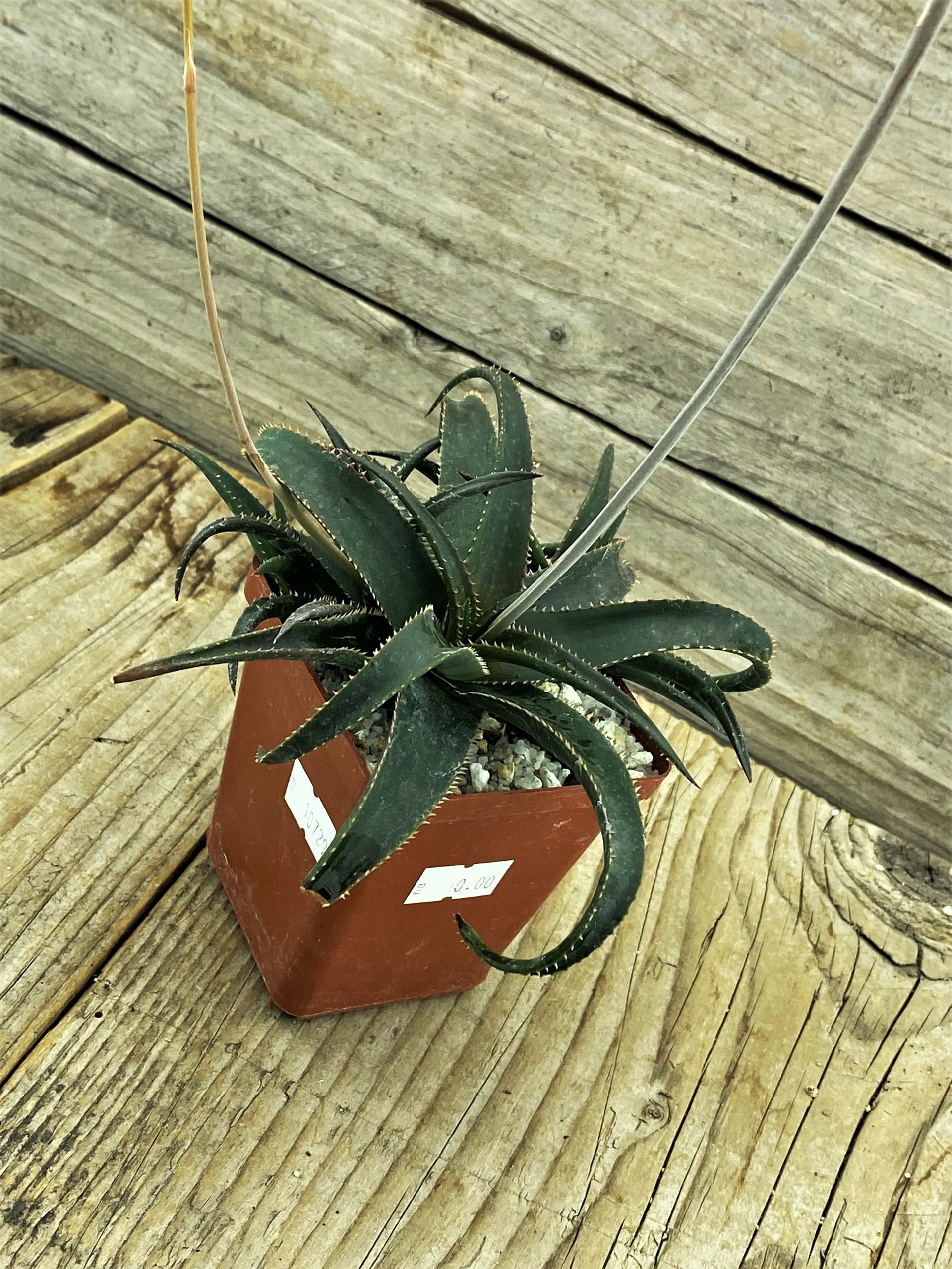 SHPR10729 Aloe brevifolia var. postgenita