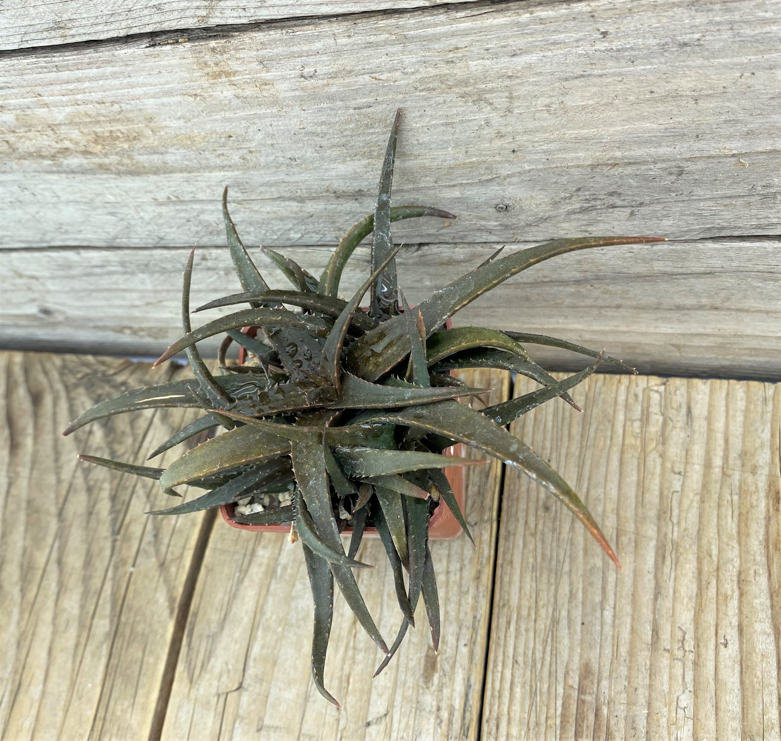 SHPR10730 Aloe Hybrid