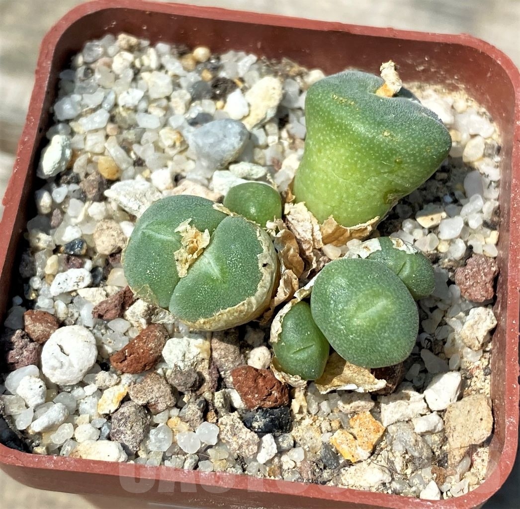 SHPR10740 Conophytum bolusiae SB 1099 - Image 2