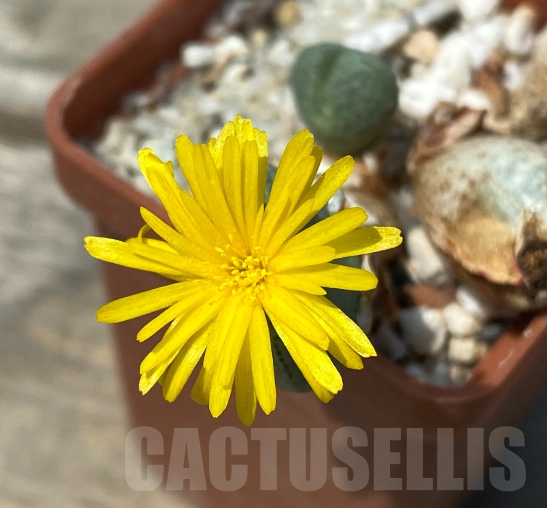 SH11816 Conophytum meyeri f. ovigerum, Augrabies