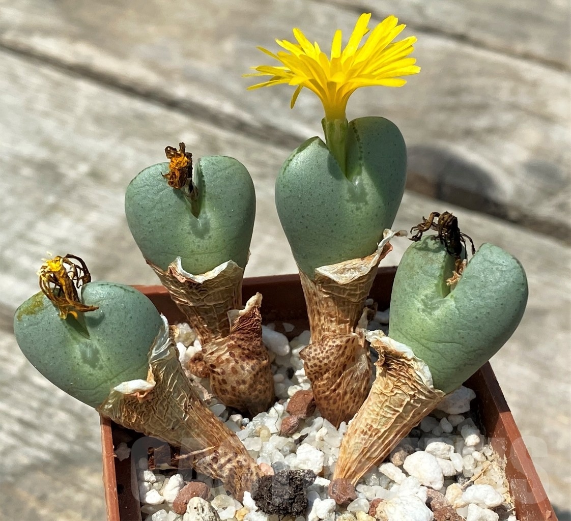 SHPR10742 Conophytum meyeri f. ovigerum, Augrabies - 画像 (2)