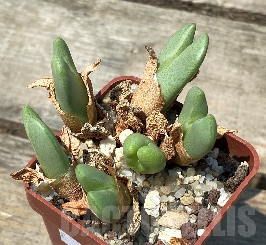 SHPR10744 Conophytum meyerae Lekkersing, upright woody trunk, red lined lobes. - 画像 (2)