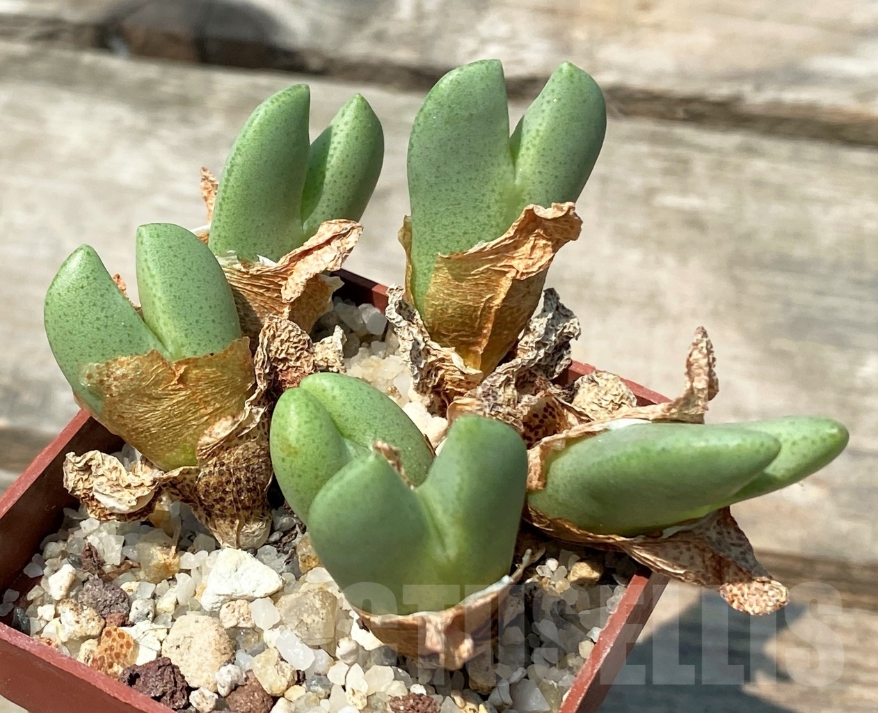 SHPR10744 Conophytum meyerae Lekkersing, upright woody trunk, red lined lobes.