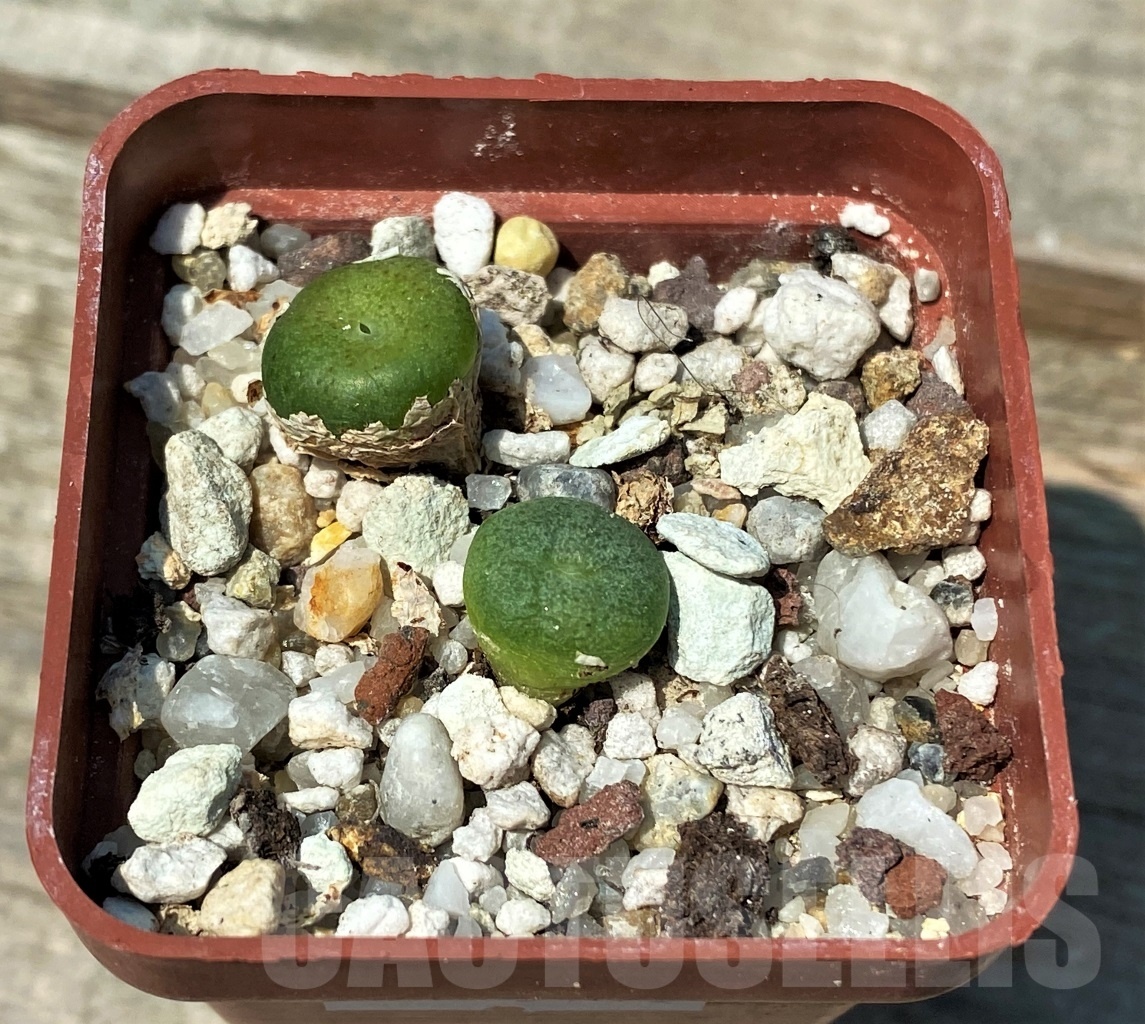 SHPR10746 Conophytum ricardianum SB 2173, Sonberg summit