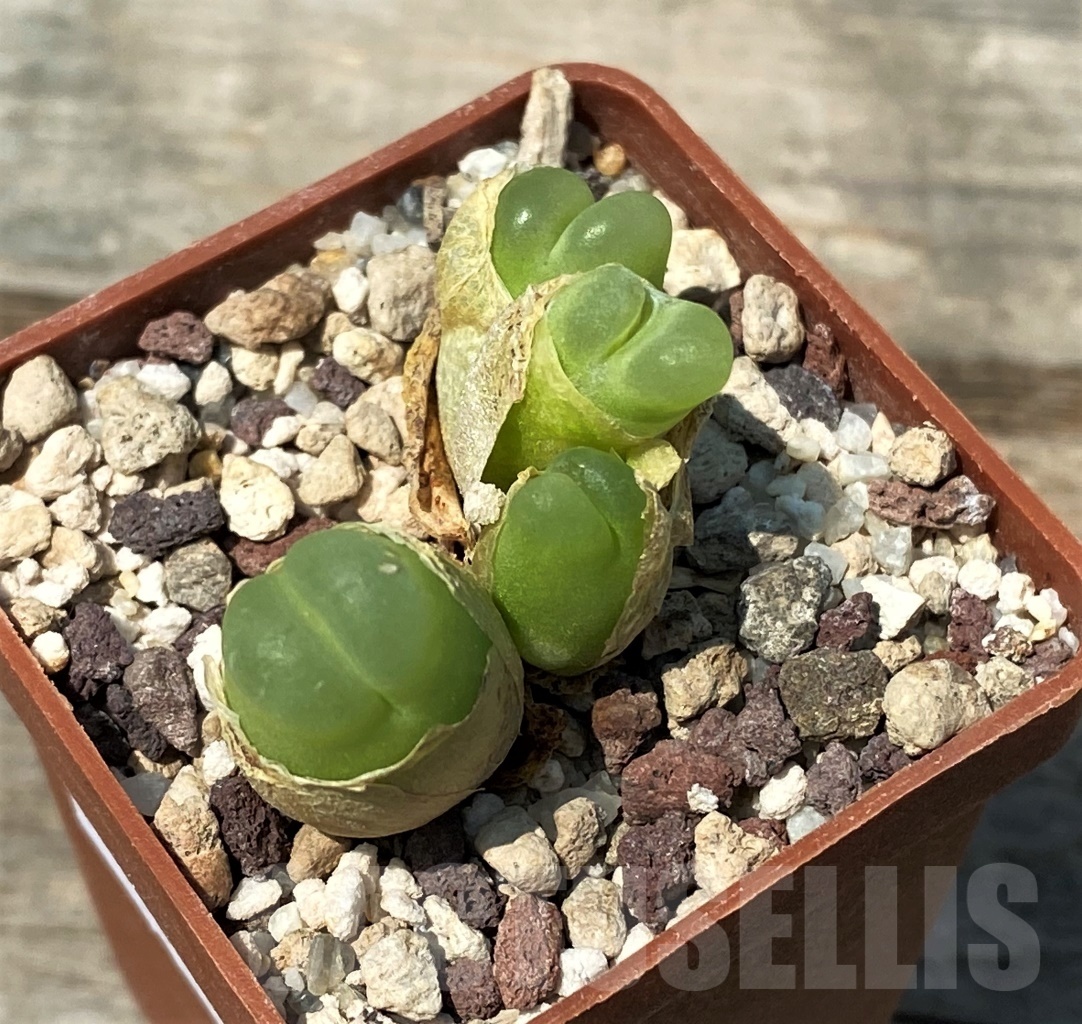 SHPR10748 Conophytum ratum SH1200