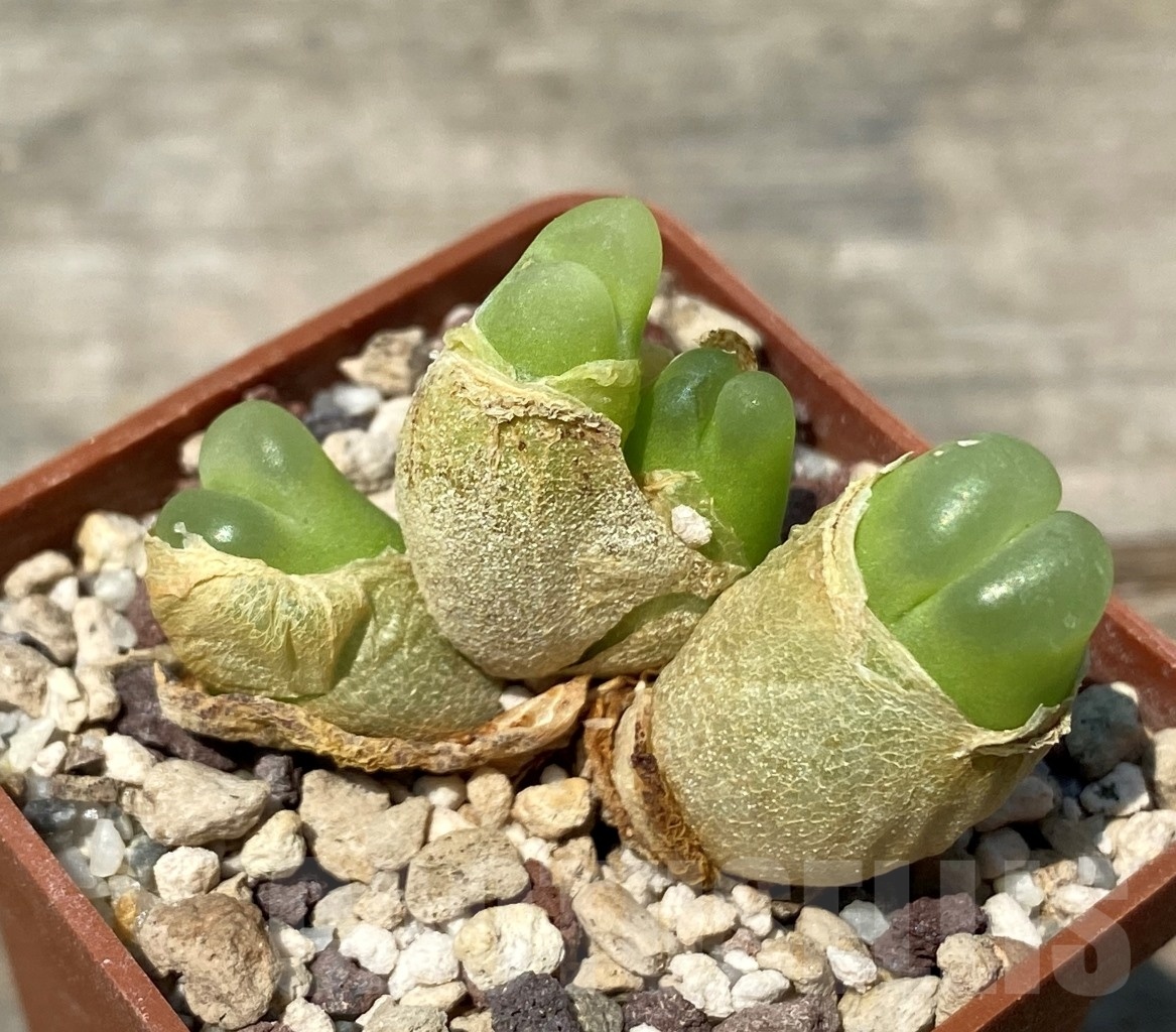 SHPR10748 Conophytum ratum SH1200 – Image 2