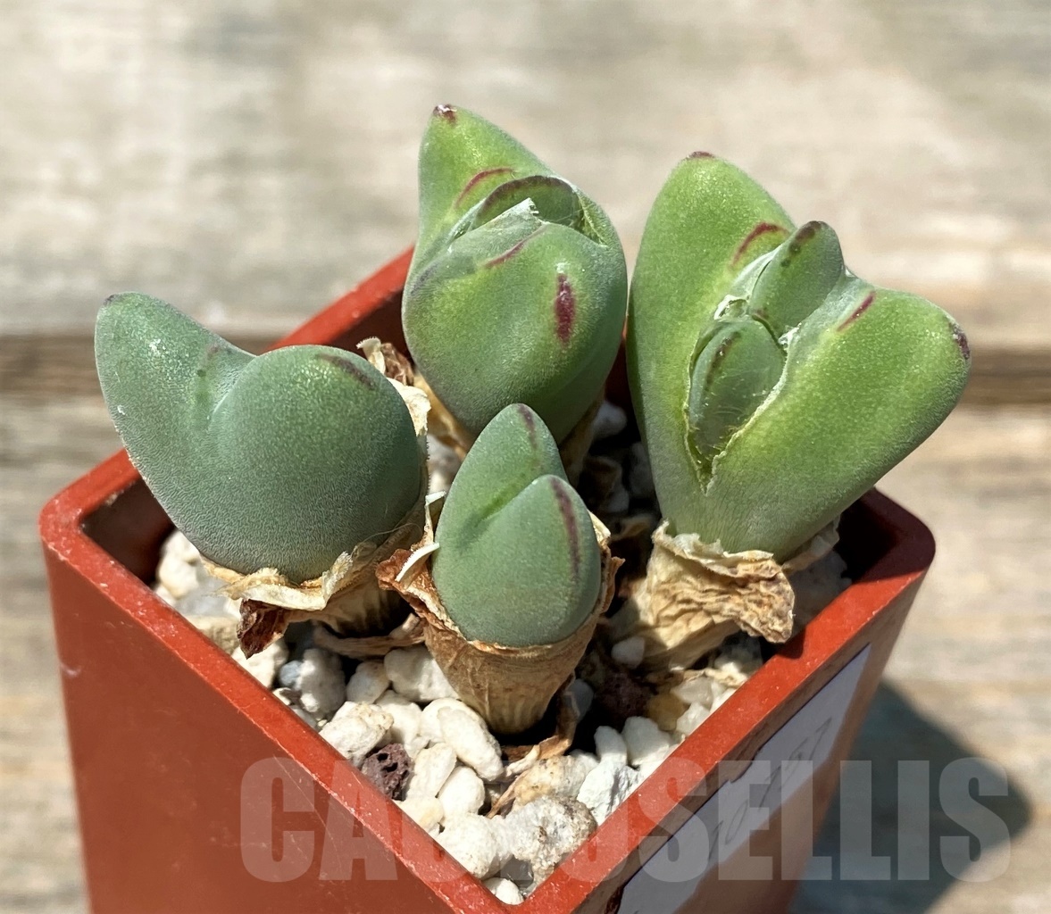 SHPR10757 Conophytum bilobum var. muscosipapillatum HBF - Image 2