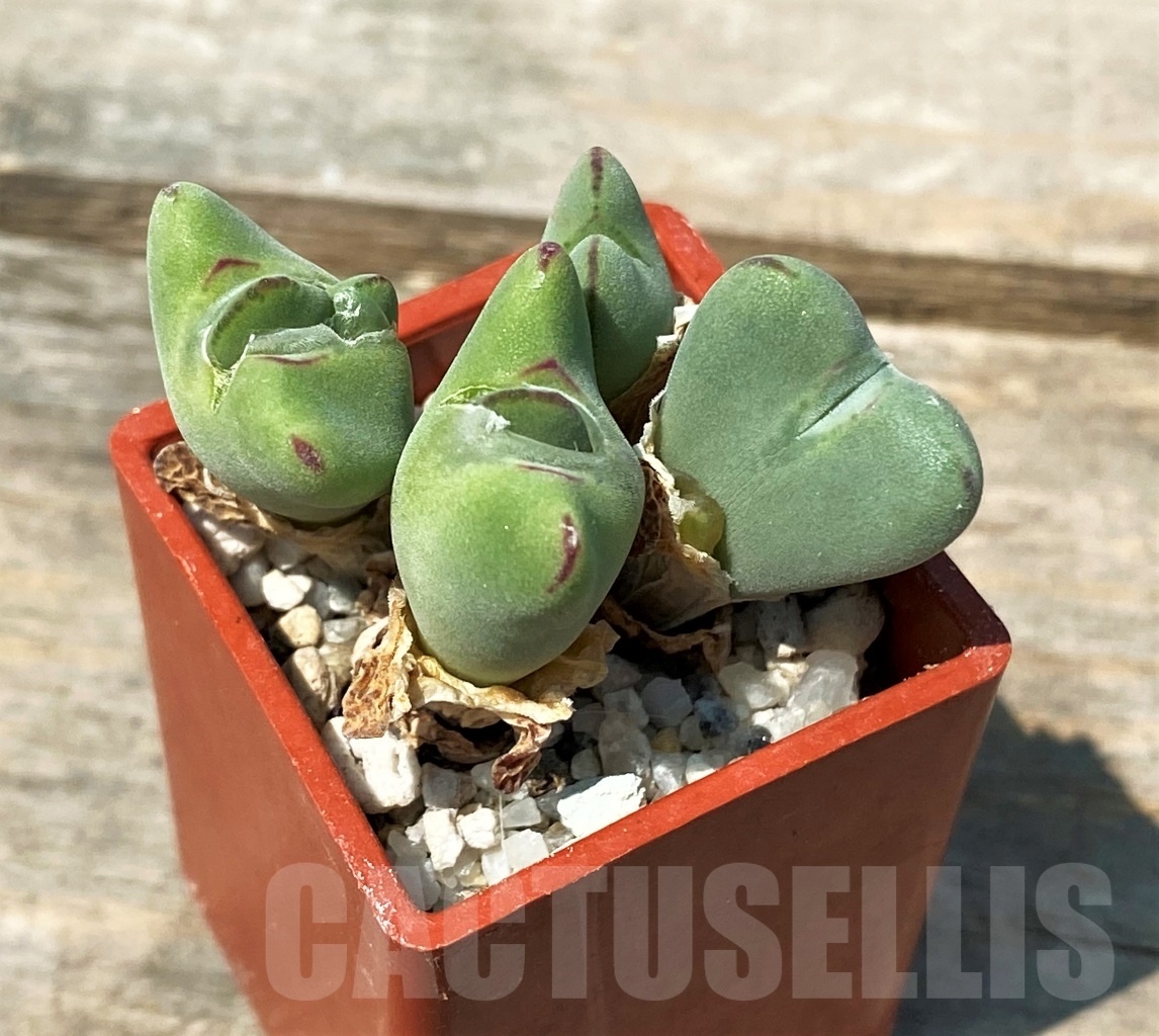 SHPR10757 Conophytum bilobum var. muscosipapillatum HBF