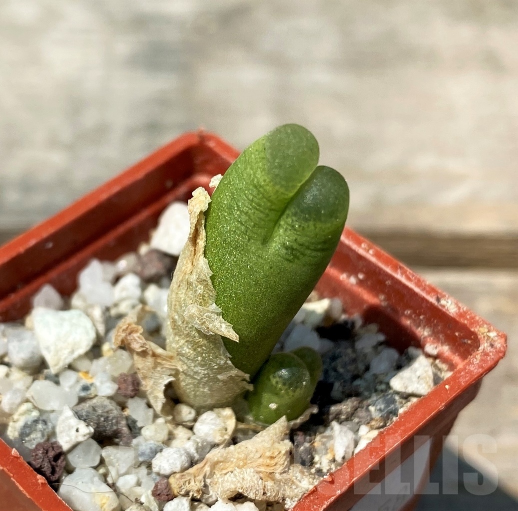 SHPR10758 Conophytum maughanii ssp latum COP 166.7