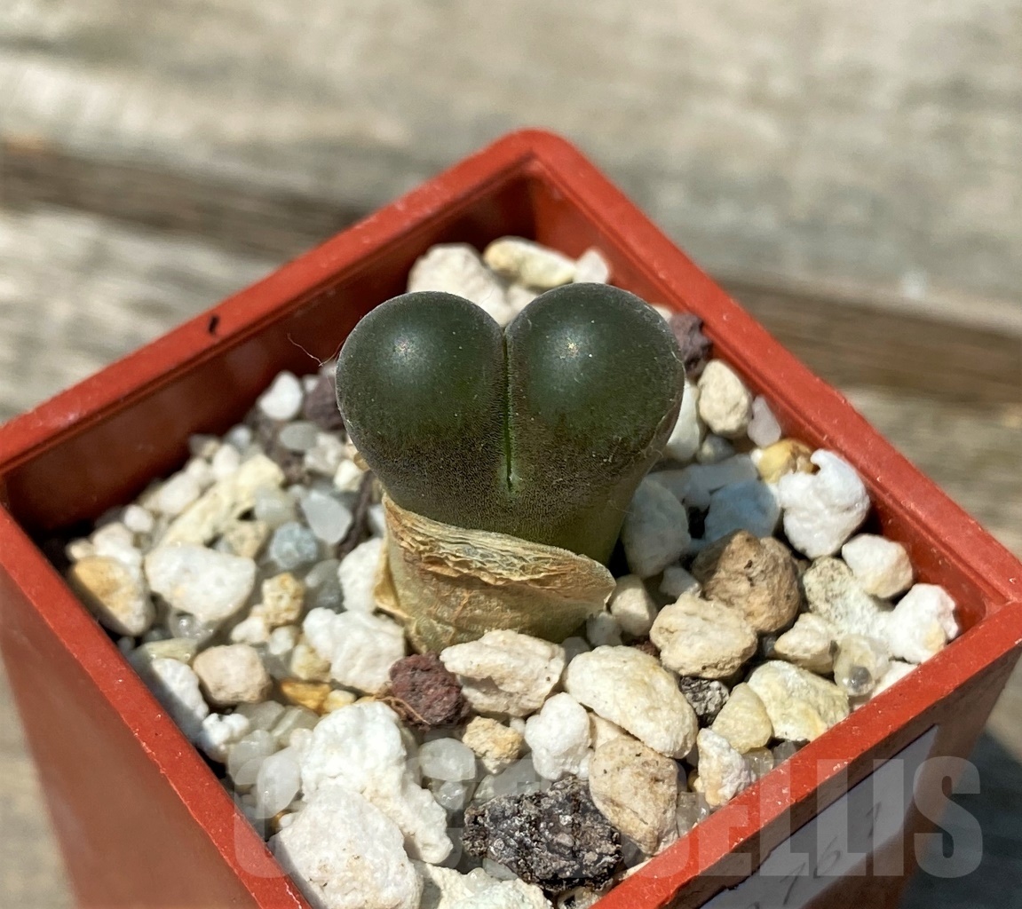 SHPR10761 Conophytum friedrichiae