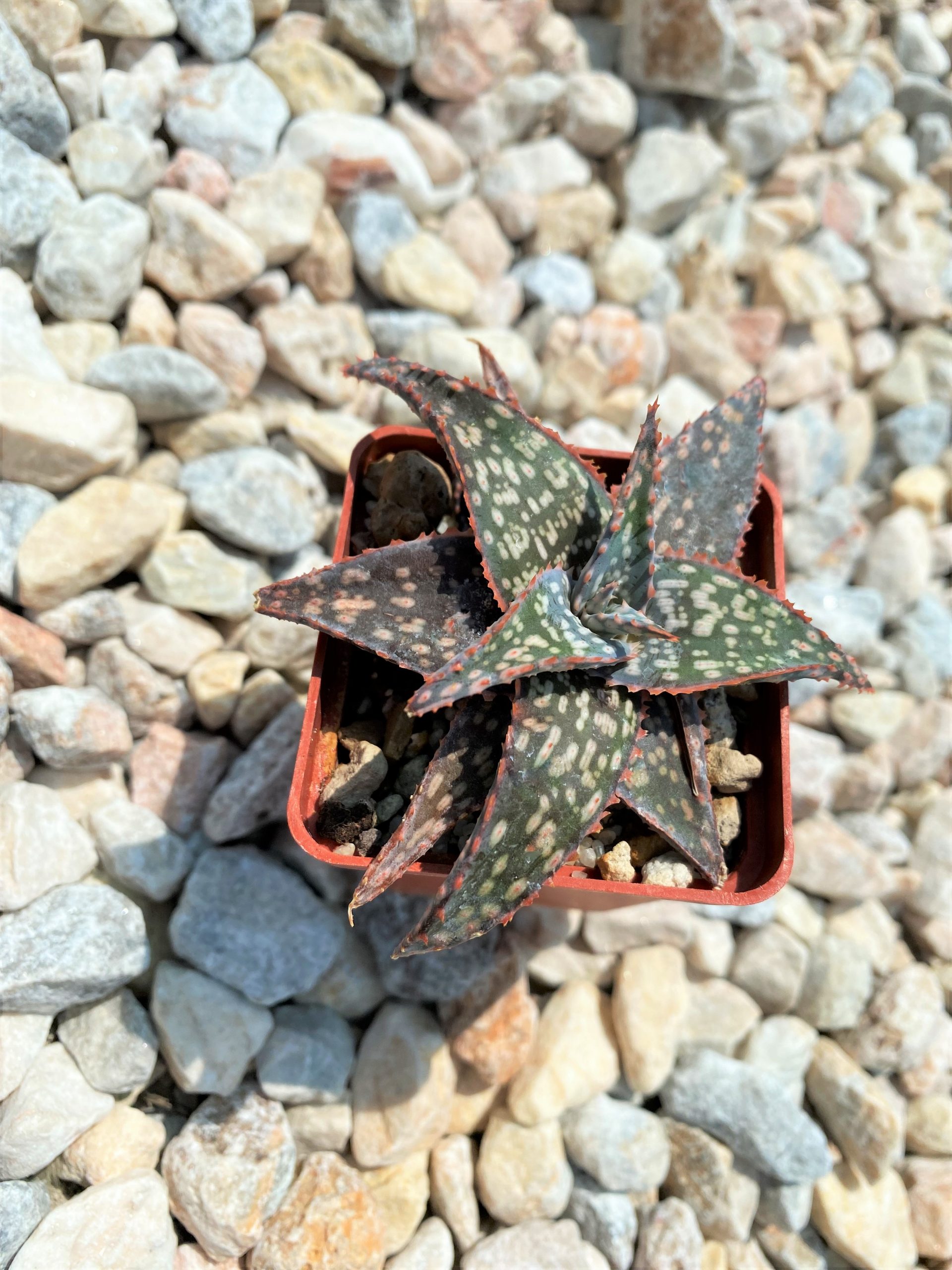 SHPR10721 Aloe Hybrid