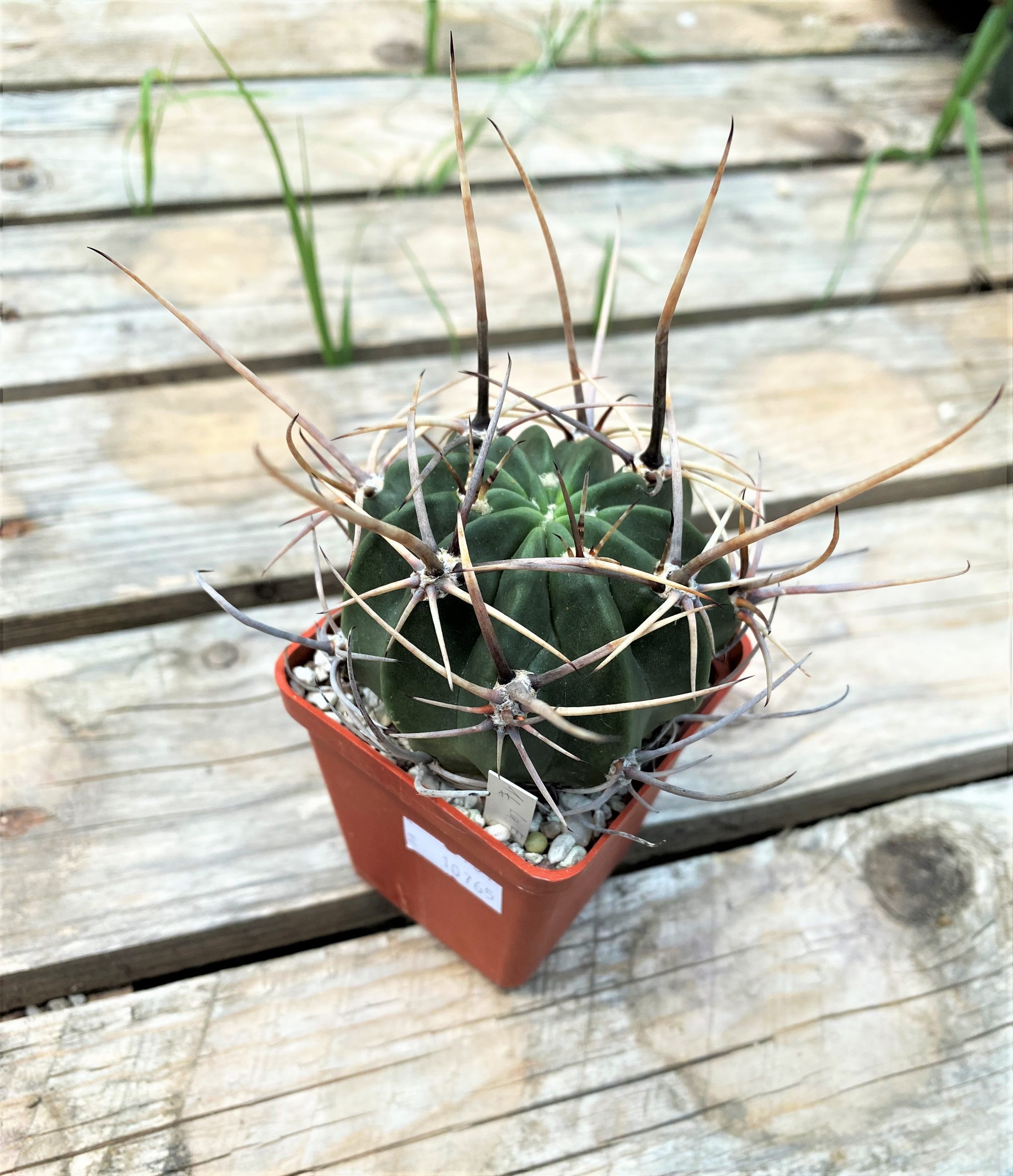 SHPR10765 Lobivia ferox LF 818