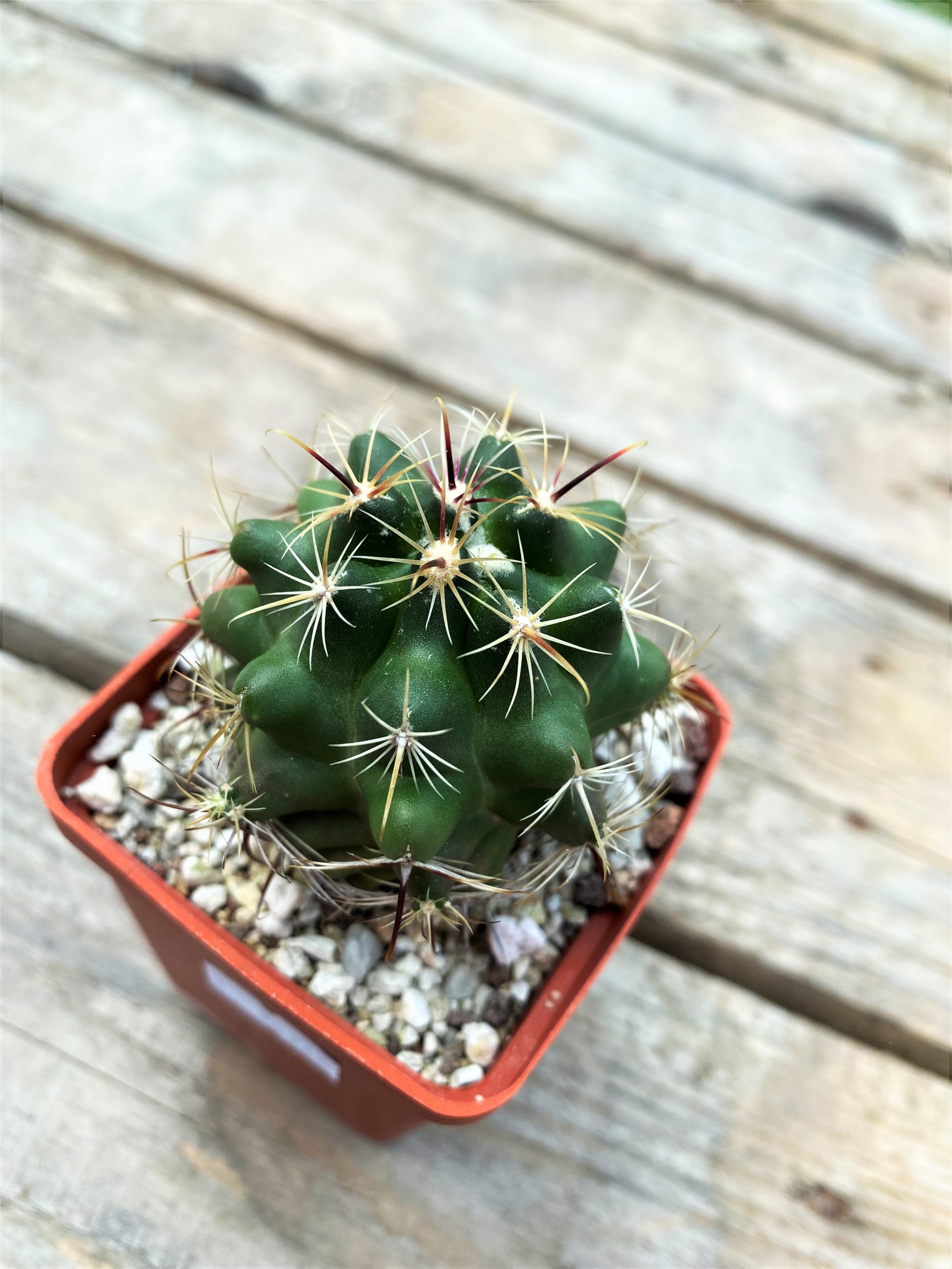 SHPR10766 Coryphantha radians long spines PAR 134