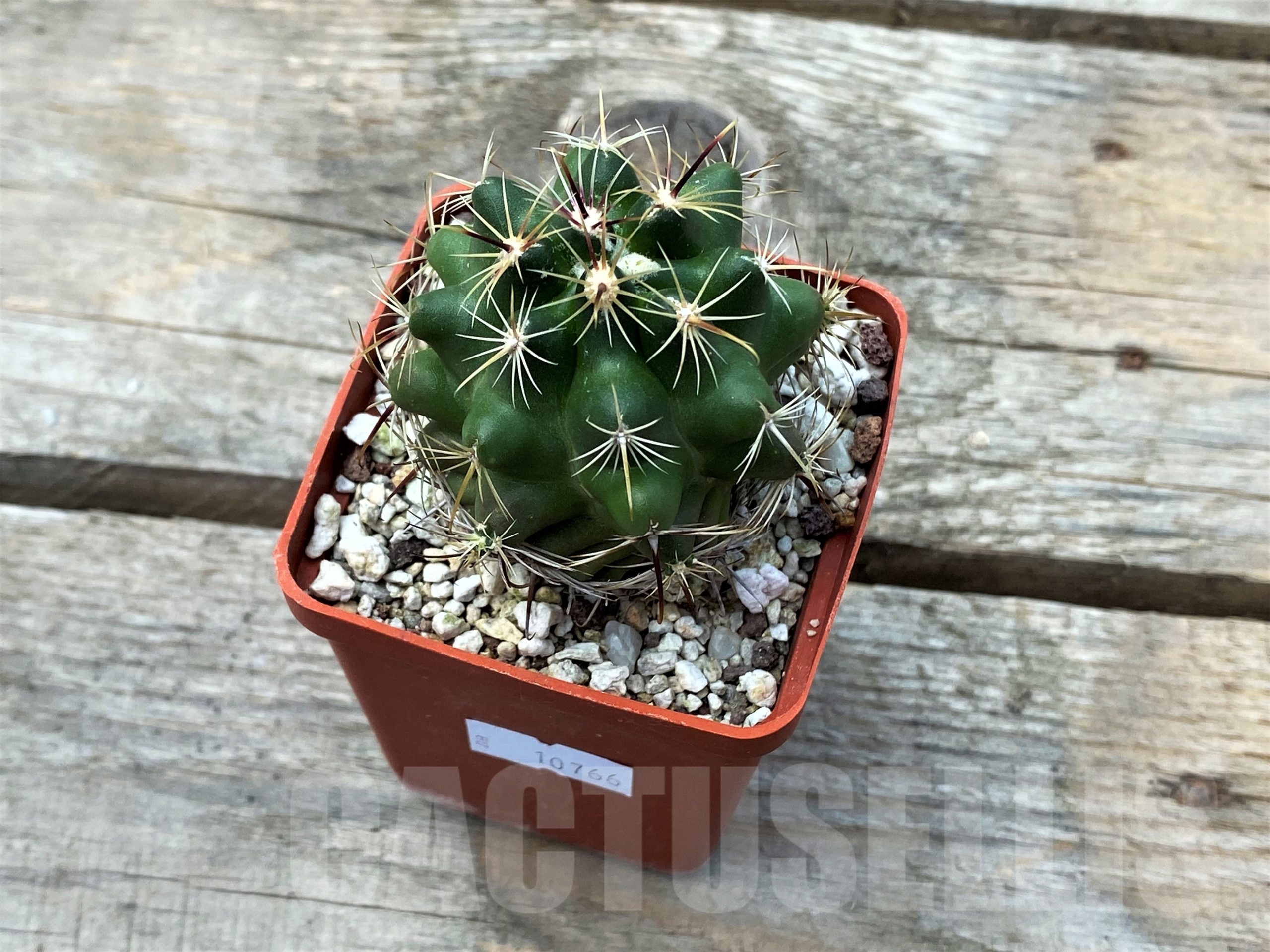 SHPR10766 Coryphantha radians long spines PAR 134 - Image 2