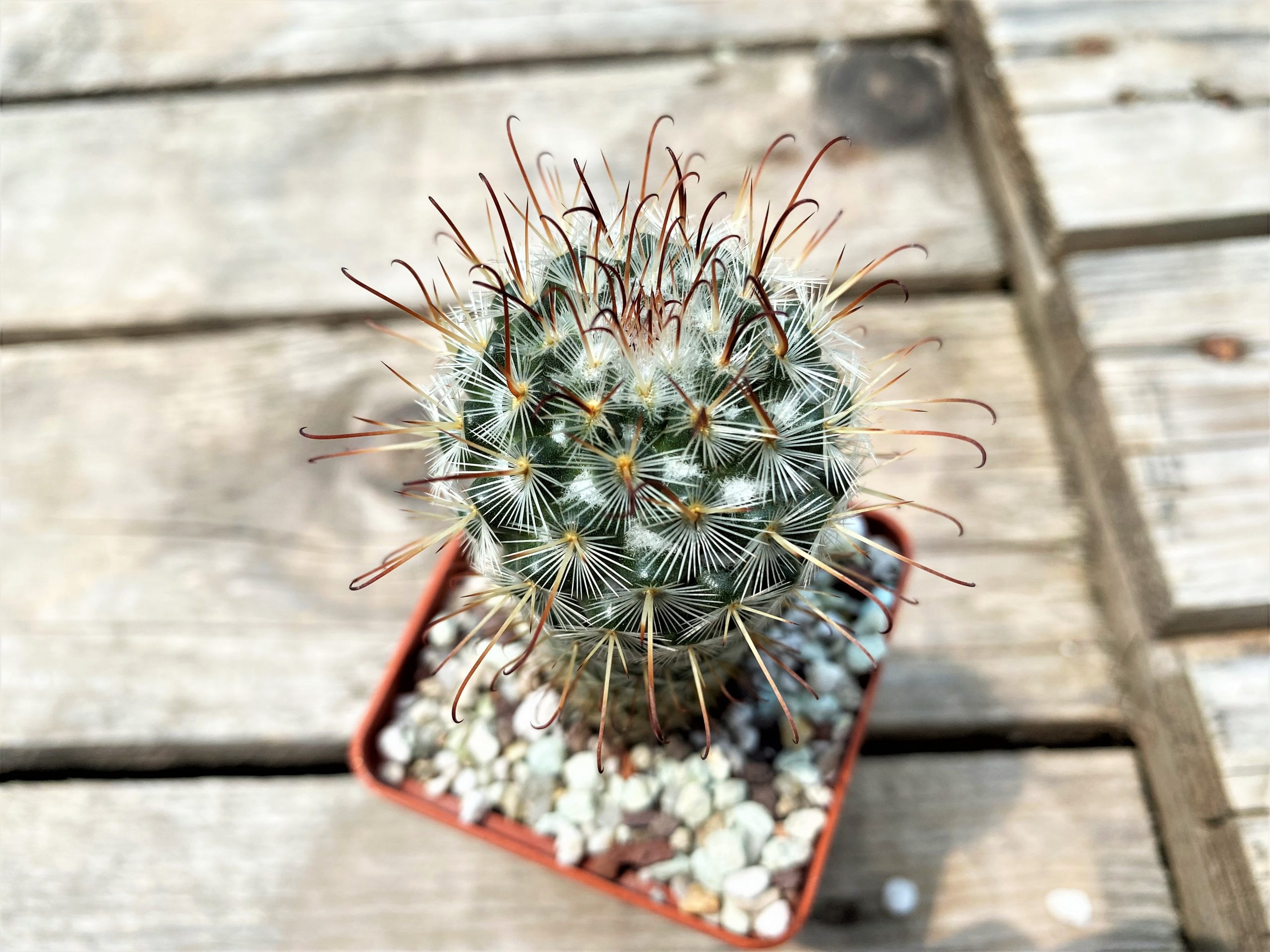 SHPR10770 Mammillaria bombycina