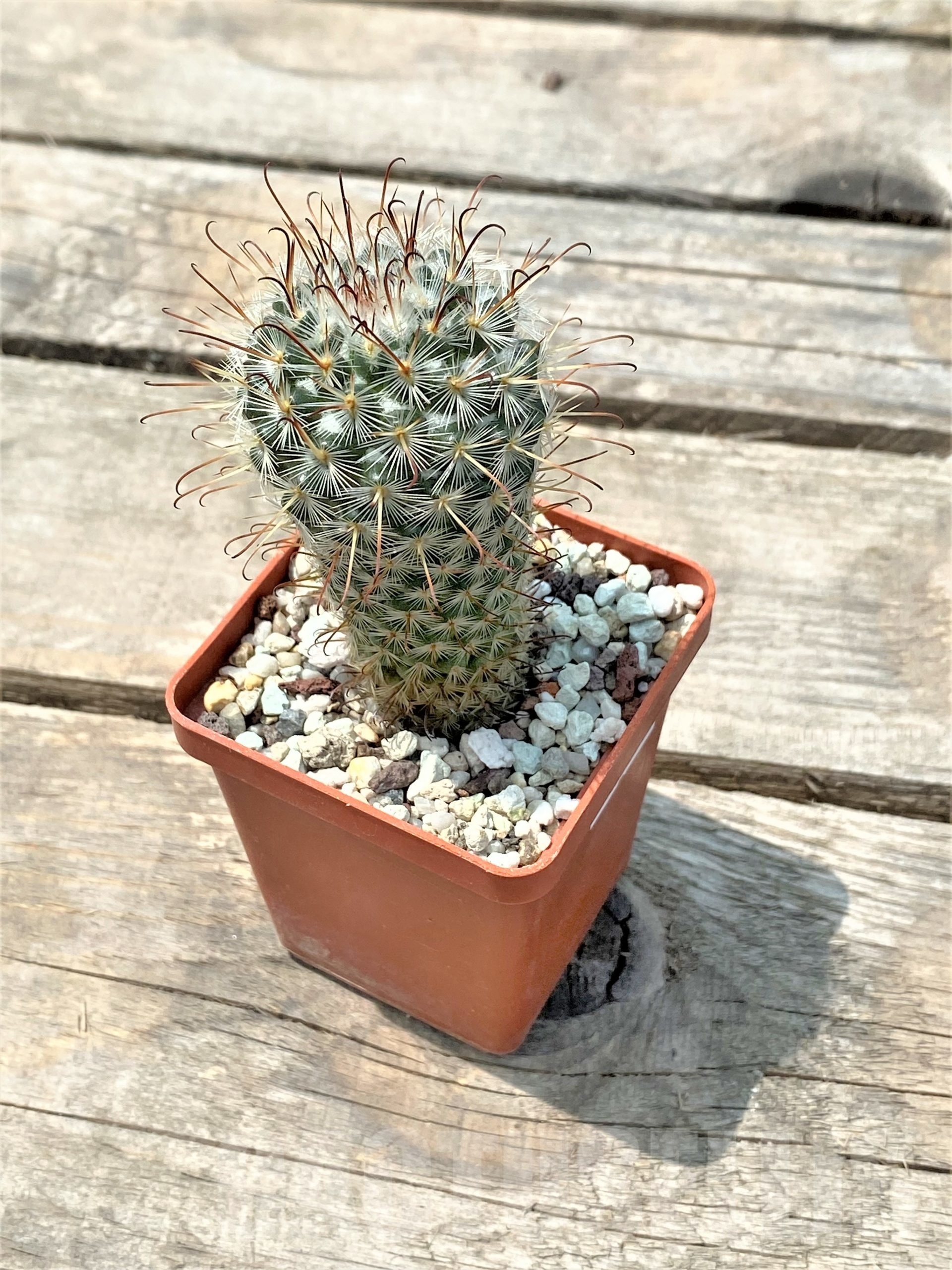 SHPR10770 Mammillaria bombycina - immagine 2