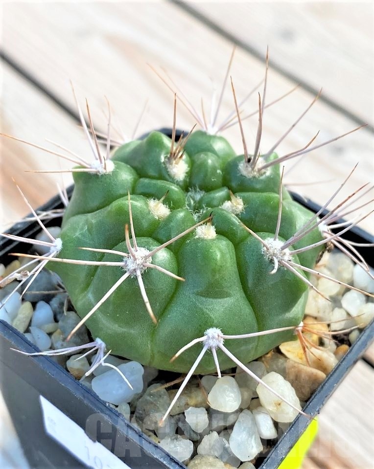SHPR10773 Gymnocalycium valnicekianum