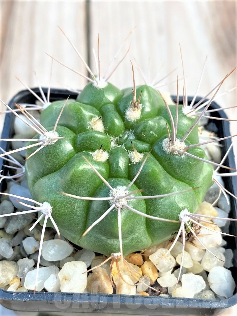 SHPR10773 Gymnocalycium valnicekianum - Image 2