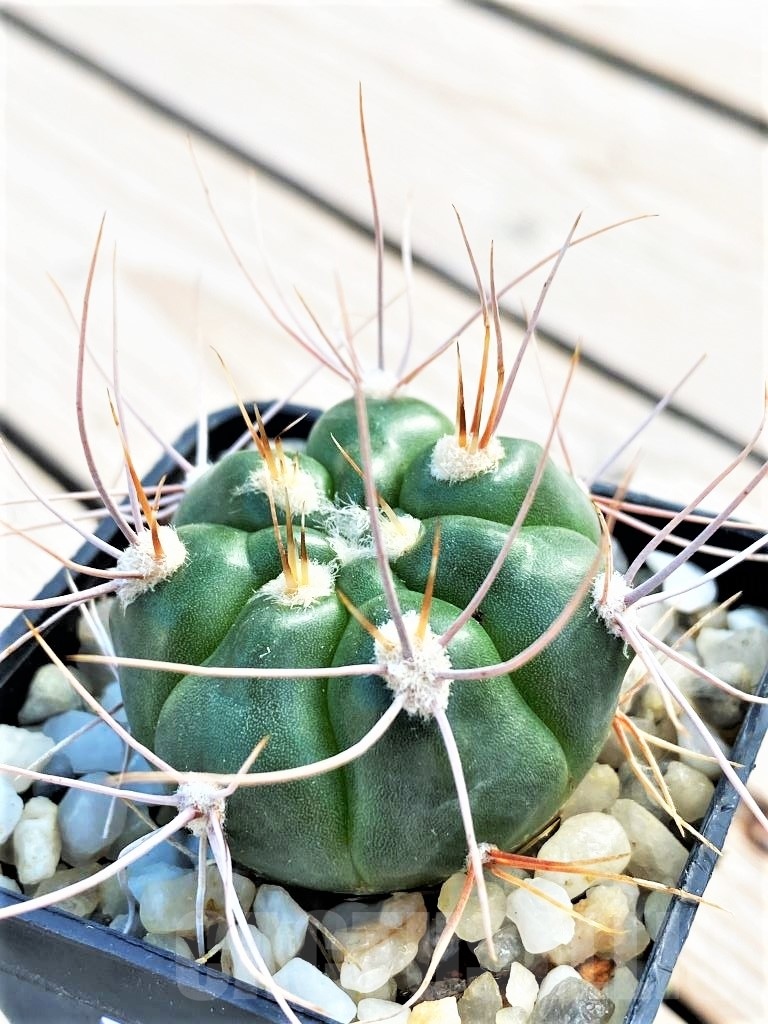 SHPR10774 Gymnocalycium valnicekianum