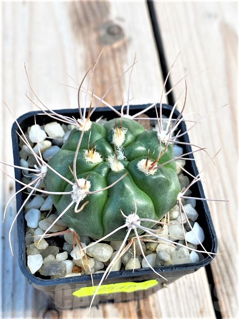 SHPR10774 Gymnocalycium valnicekianum - Image 2
