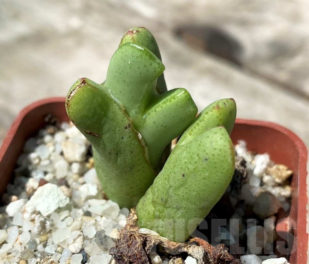 SHPR10788 Conophytum bilobum , red lined lobes,numees H4777