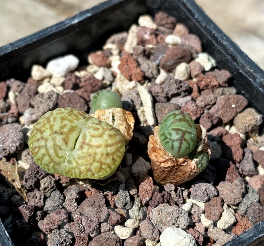 SHPR10789 Conophytum Minimum Wittebergense,clone