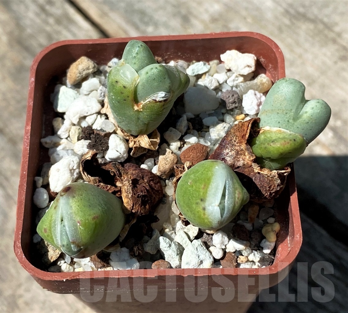 SHPR10790 Conophytum meyeri f. ovigerum