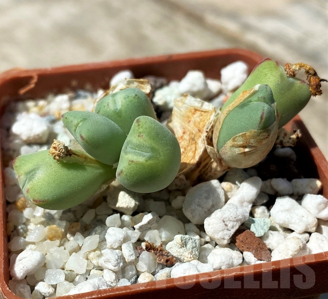 SHPR10792 Conophytum meyeri