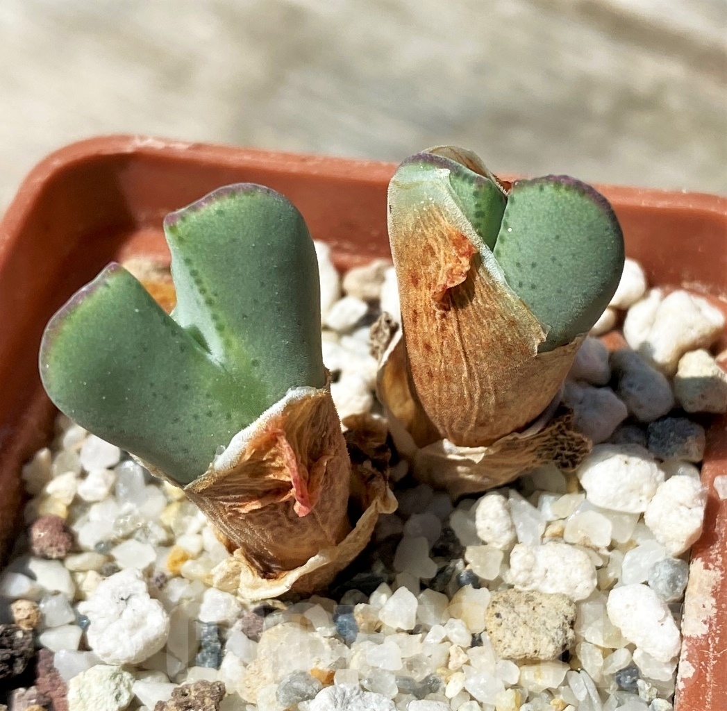 SHPR10793 Conophytum billobum ,Plzen - Зображення 2